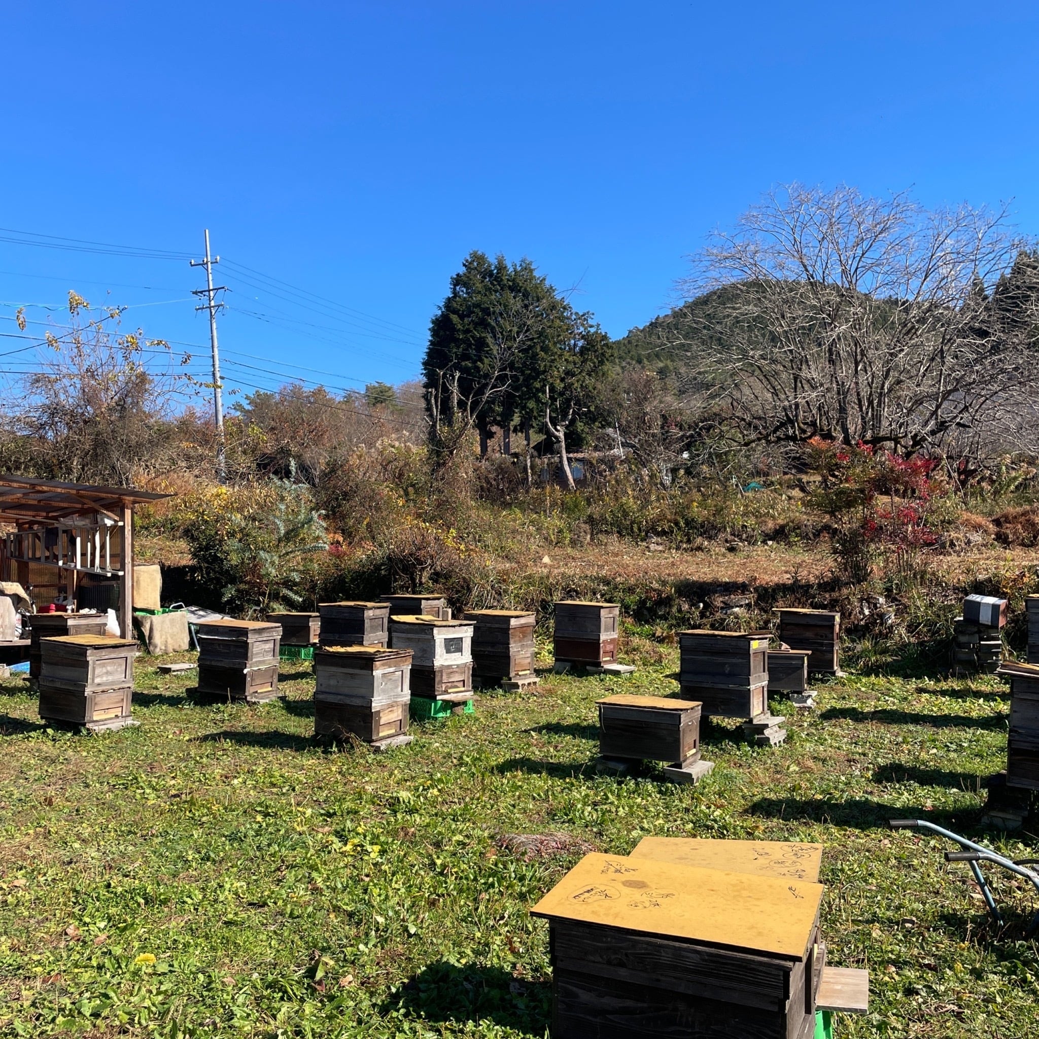 はちみつ 山桜 180㌘ | BEE FARM ASANO