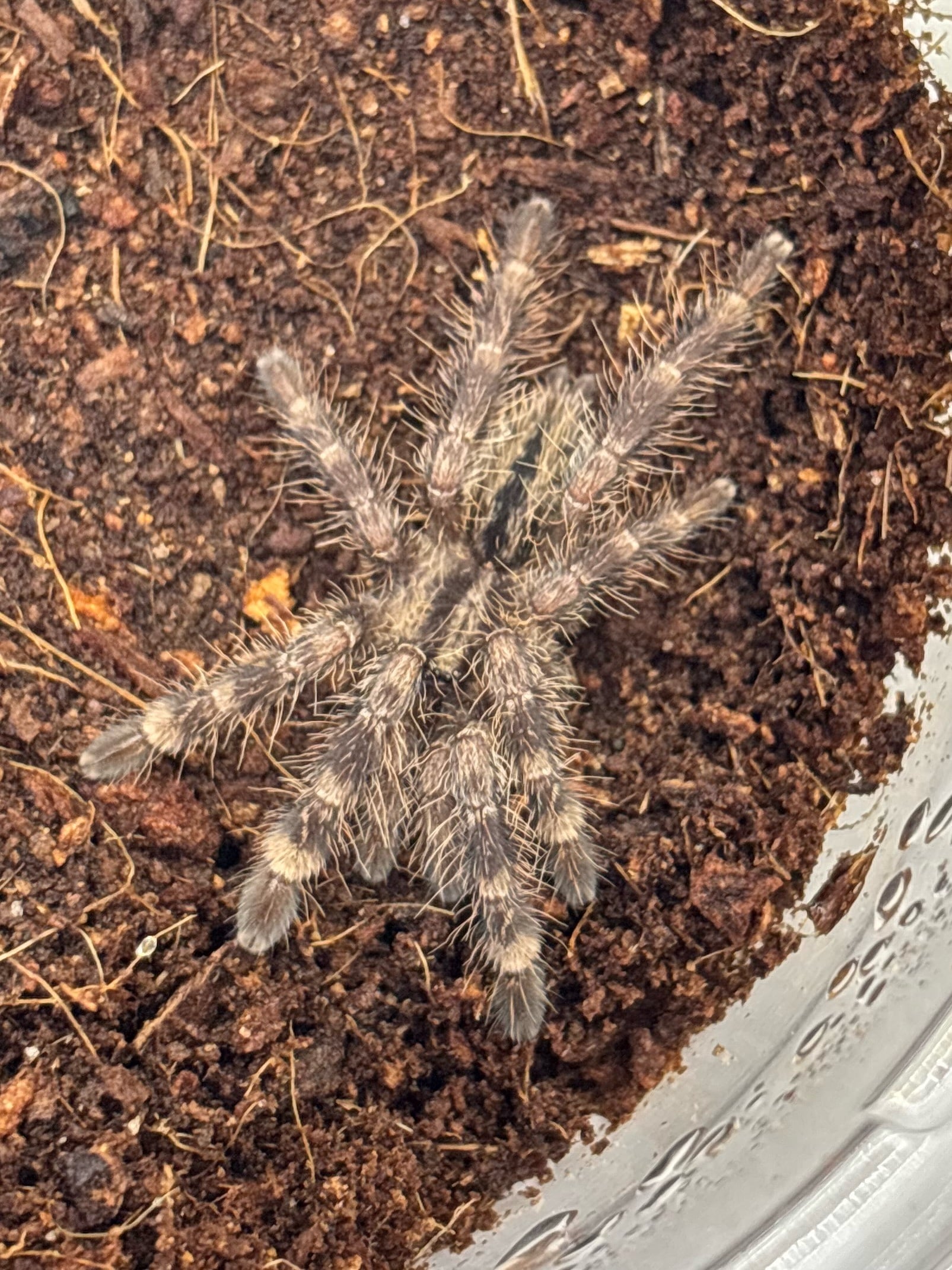 ゴーストオーナメンタル Poecilotheria vittata 1匹 | まるころ商店