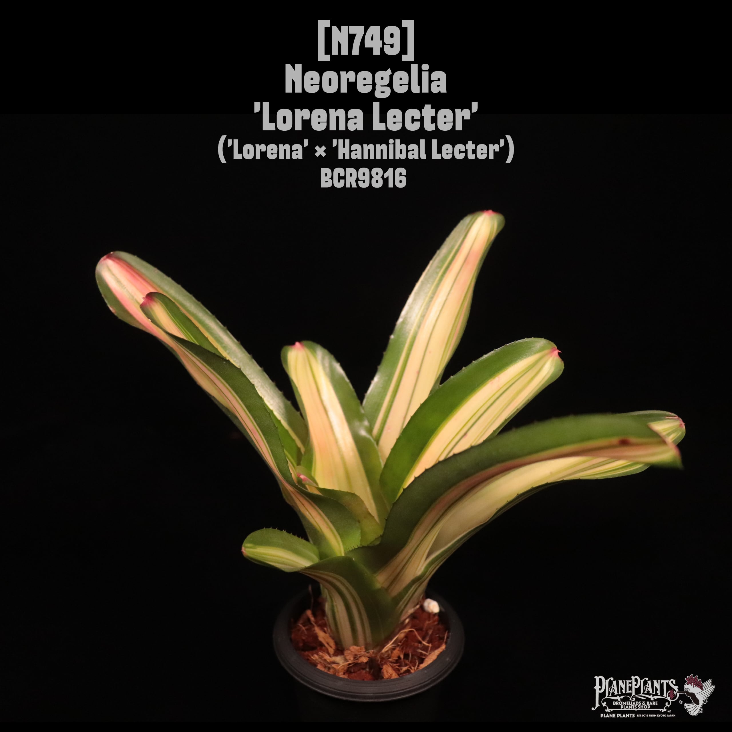 Neoregelia 'Lorena Lecter'〔ネオレゲリア〕N749
