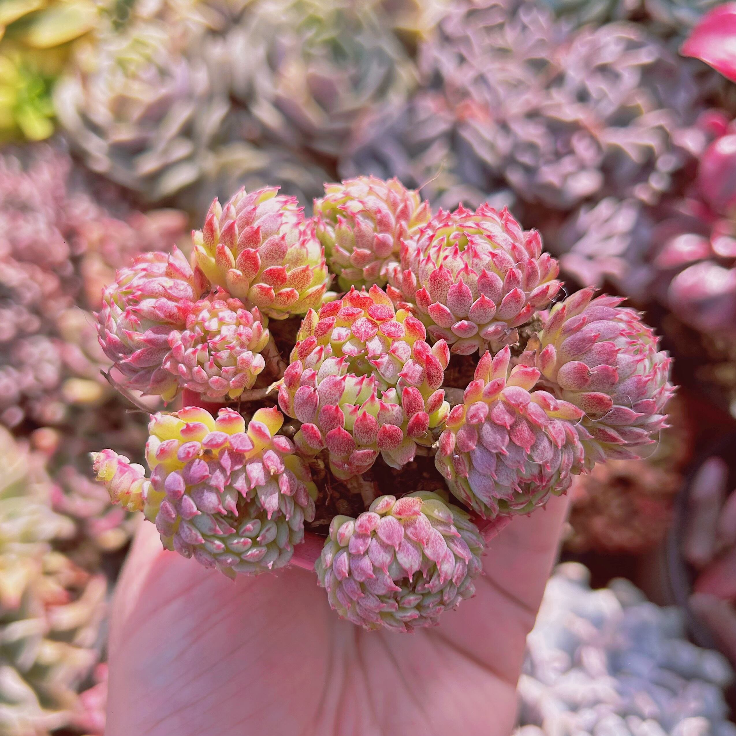 多肉植物　グロブローサ　5~8頭