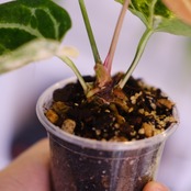 Anthurium crystallinum aurea｜アンスリウム クリスタリナム オーレア｜観葉植物