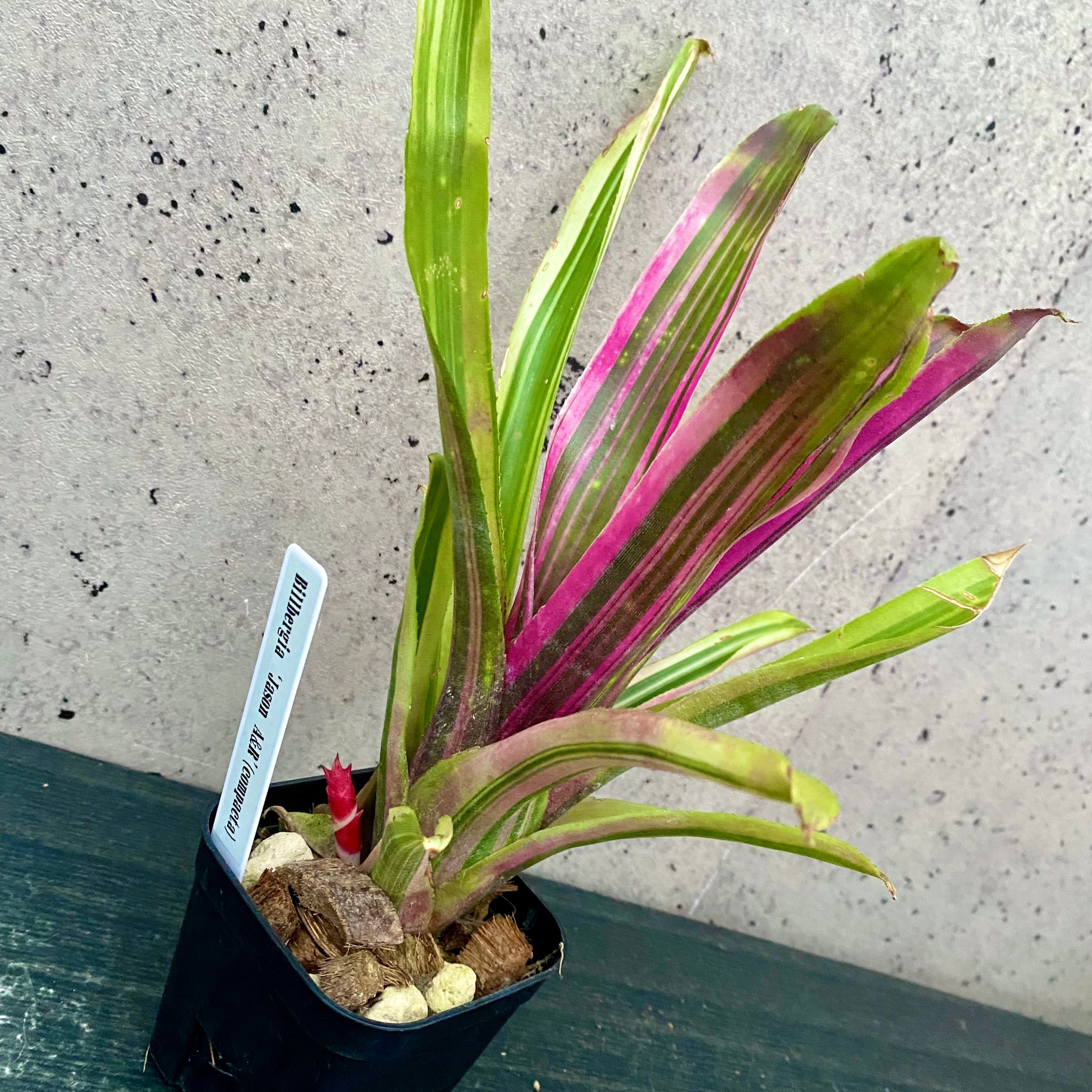 Planet Plants プラネットプランツ