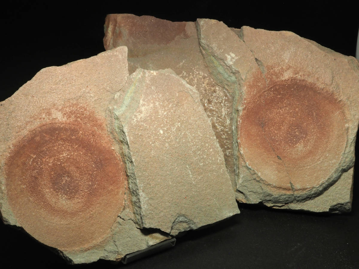 Other fossils / その他の化石 | 化石・隕石・鉱物の販売 JURASSIC