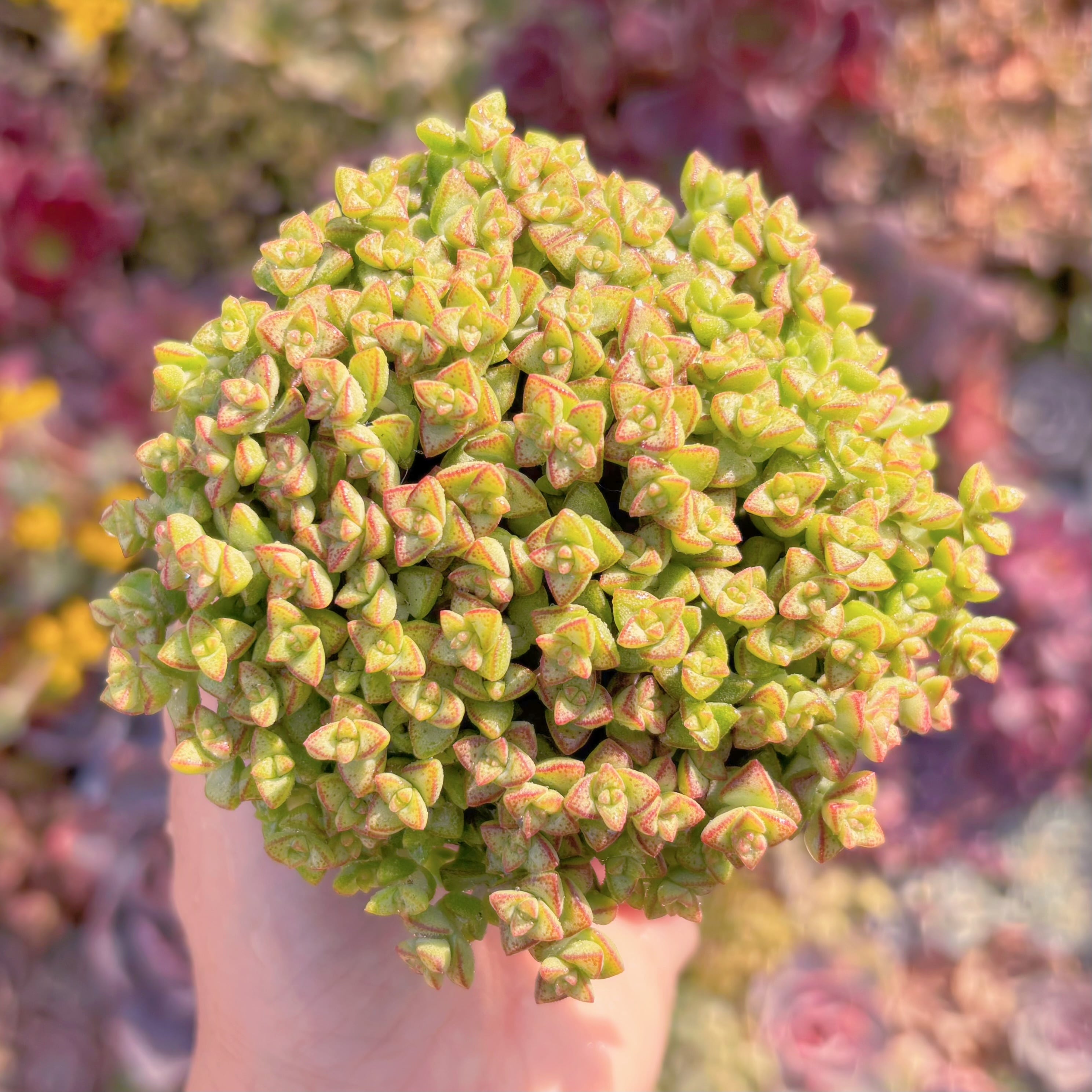 多肉植物　小米星　新入荷　るる農園