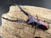 メタリフェルホソアカ亜種finae 76mm ペア》