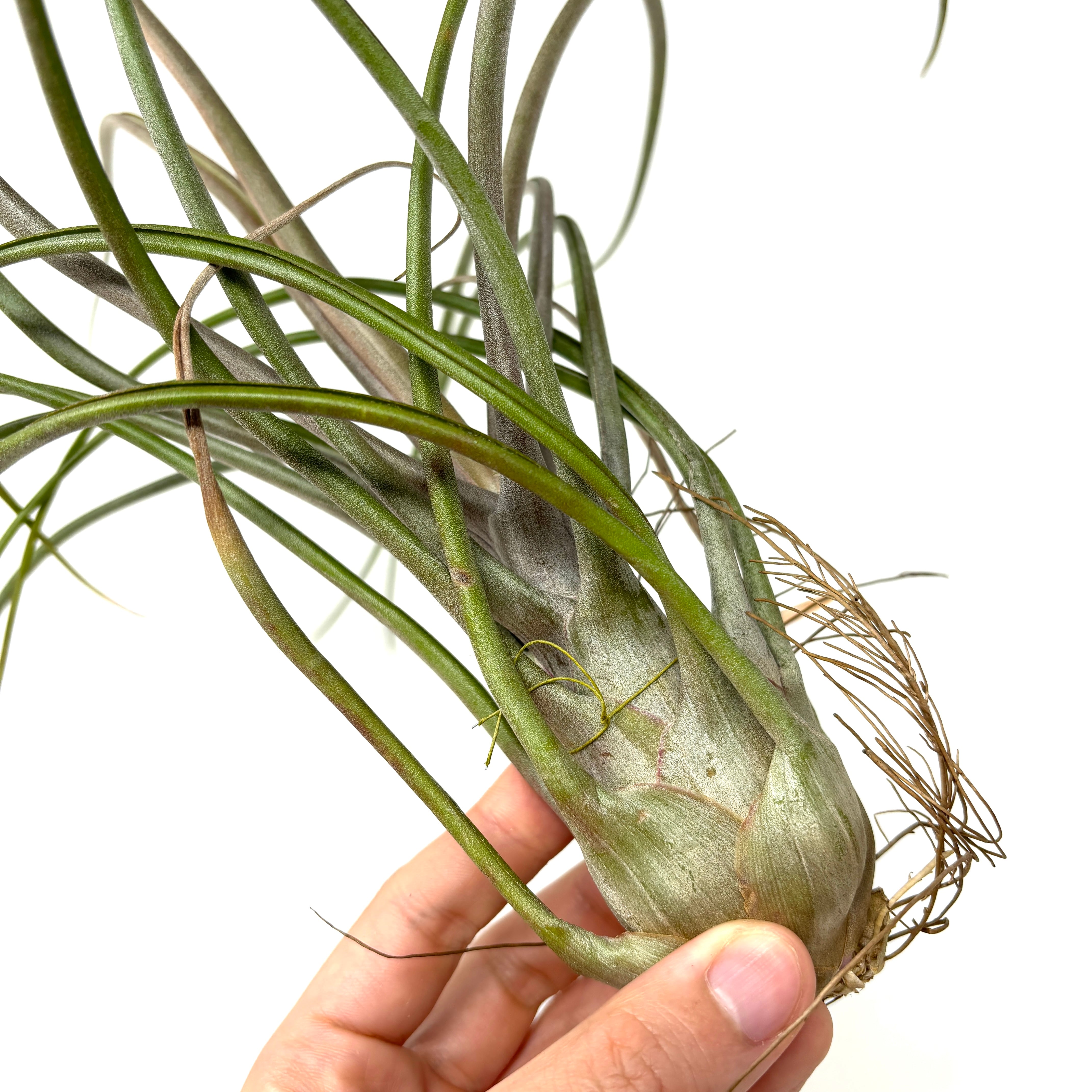 チランジア マリドフィタス(カプトメドーサ×ブルボーサ)【140