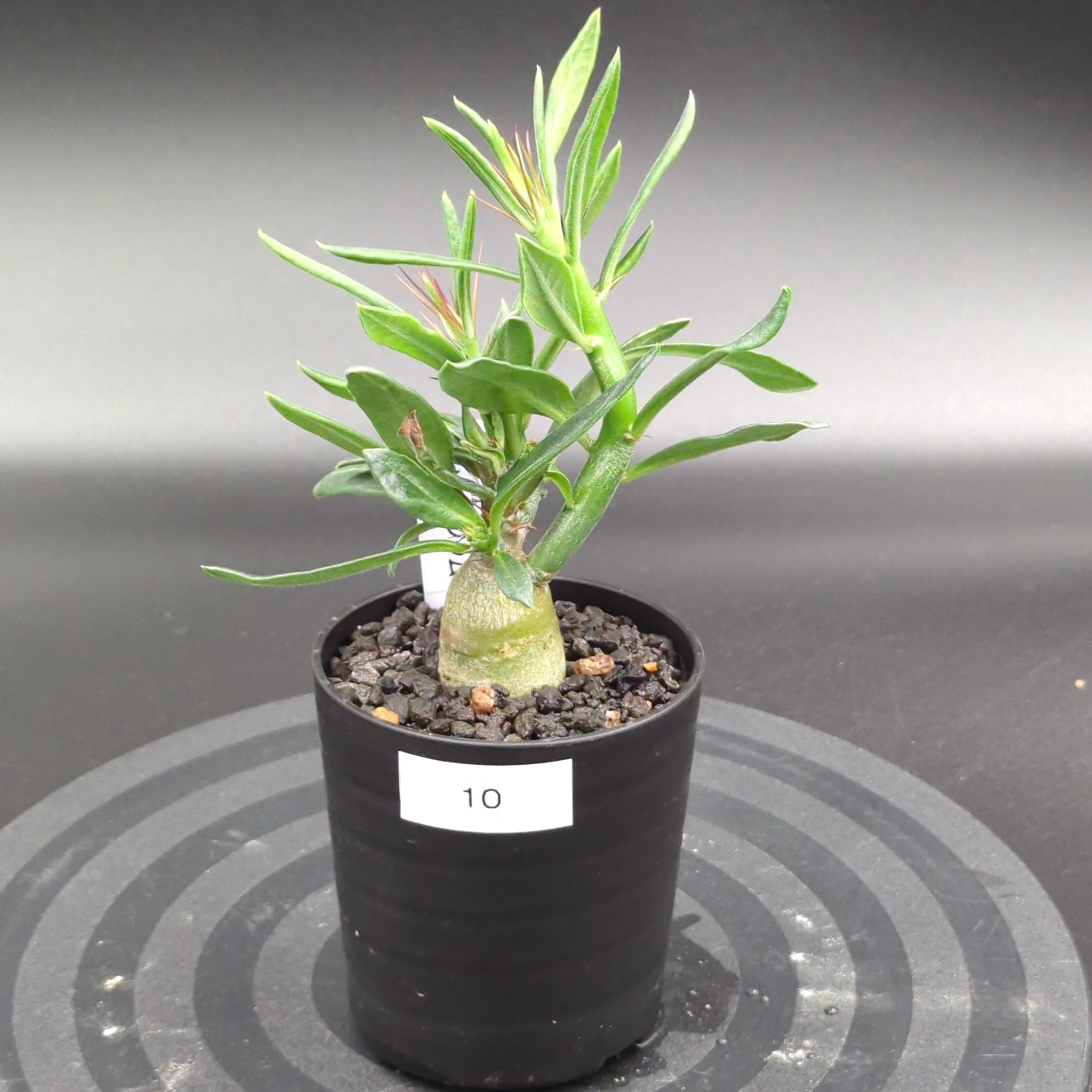 パキポディウム・サキュレンタム (実生株) | BRIDGE GARDEN