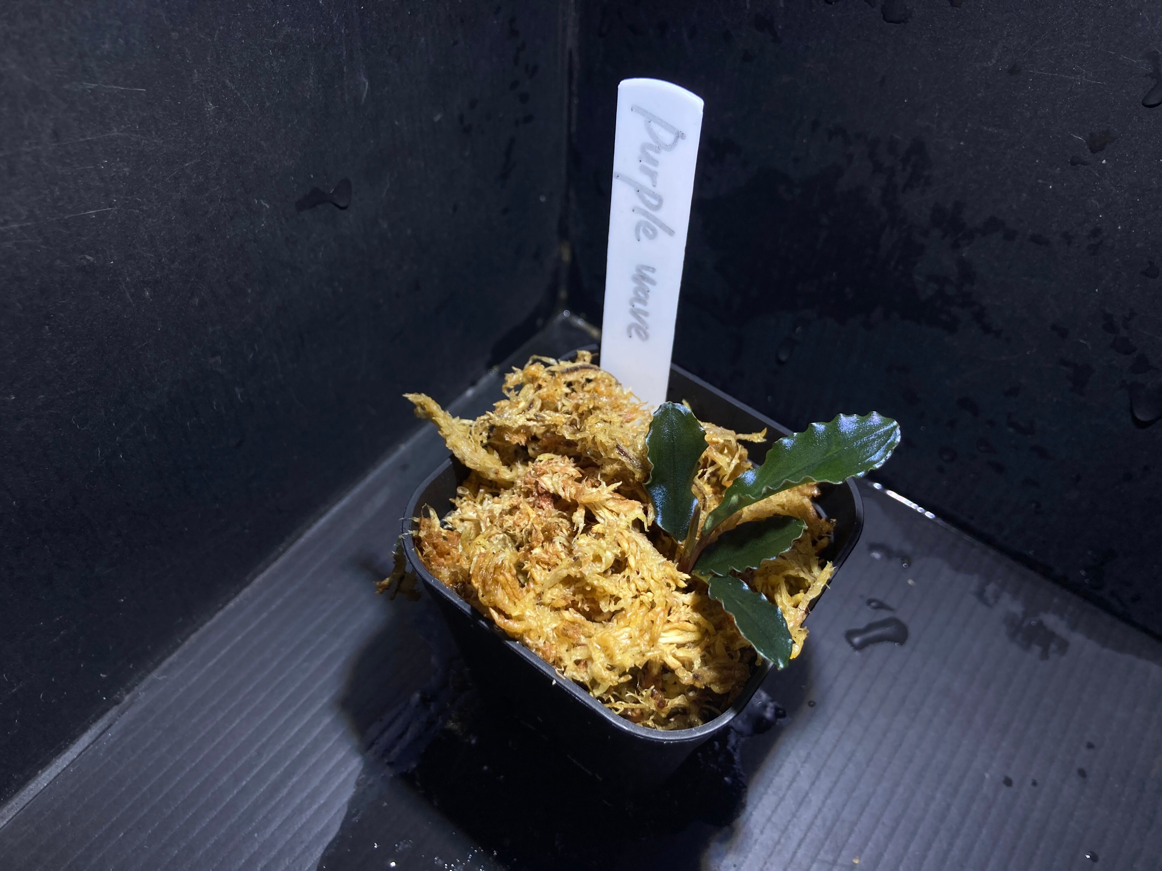 稲とびブセファランドラ IMG_0713.jpeg