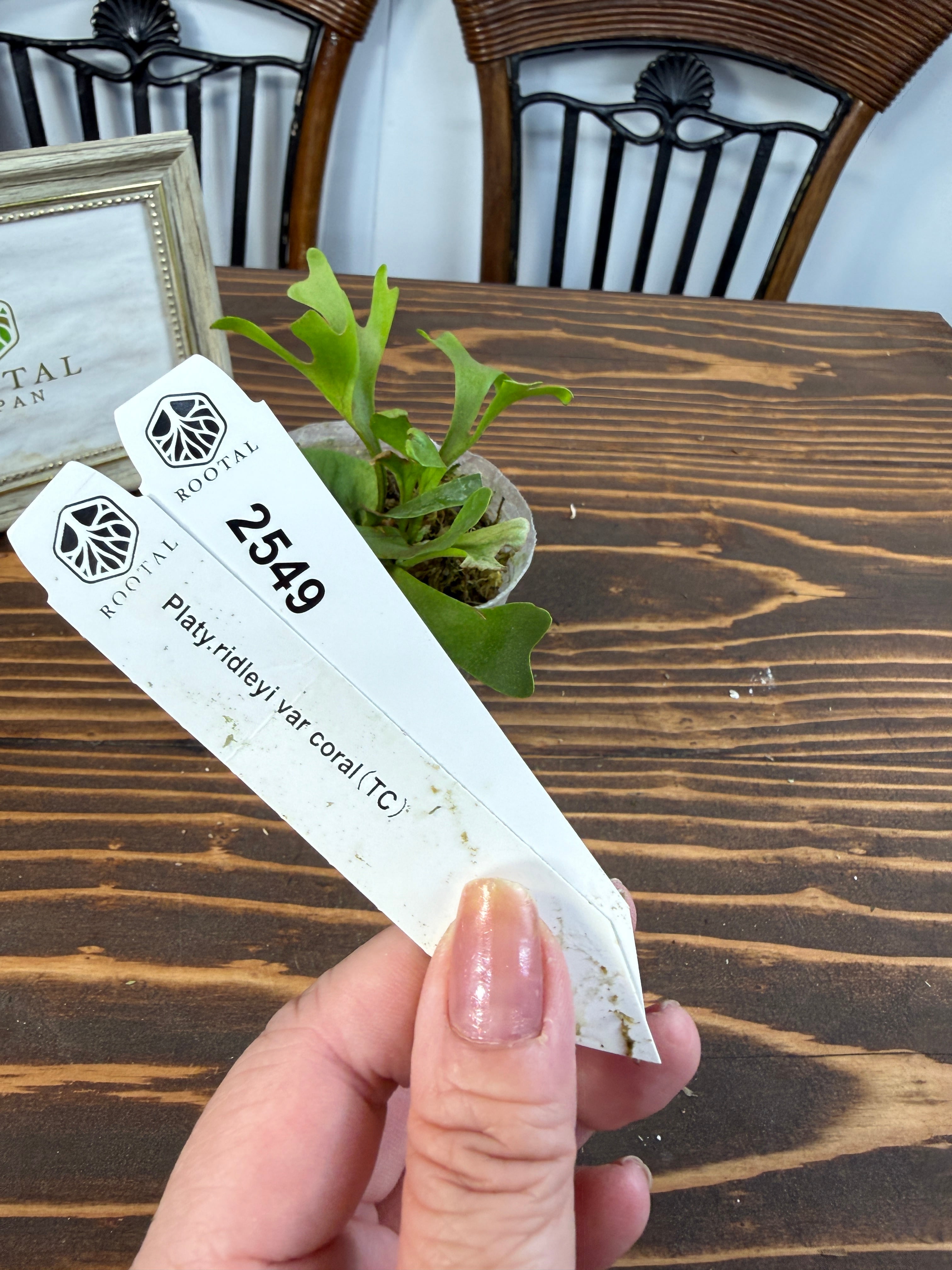 ★2549【リドレイの新表情】リドレイvar.コーラル(TC)(2.5号ポット)