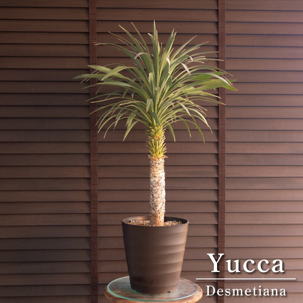 ユッカ デスメティアーナ 7号 Yucca Desmetiana ヤシ 幹立ち 1130BR