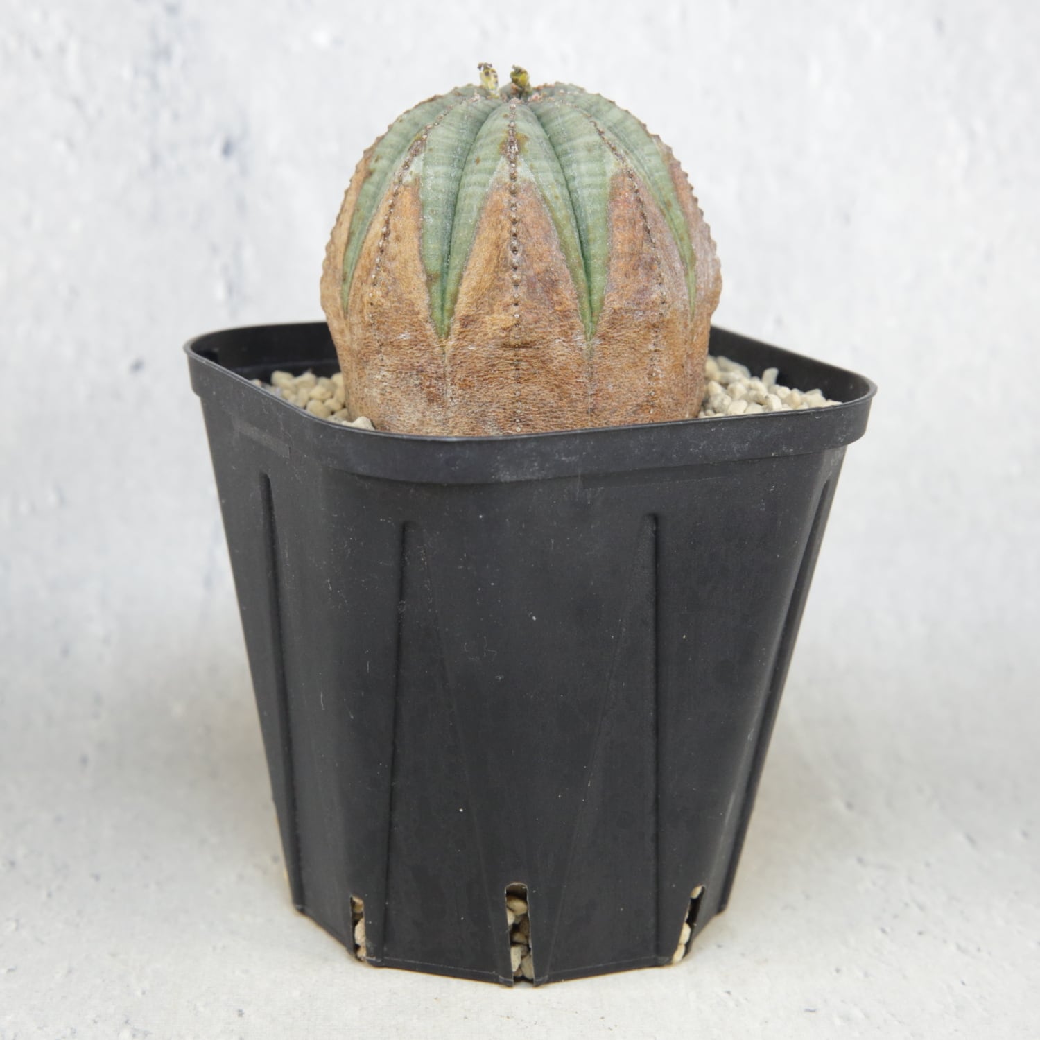 メス株 美模様 木質化 まん丸 オベサ / ユーフォルビア | LIGHTHOUSE