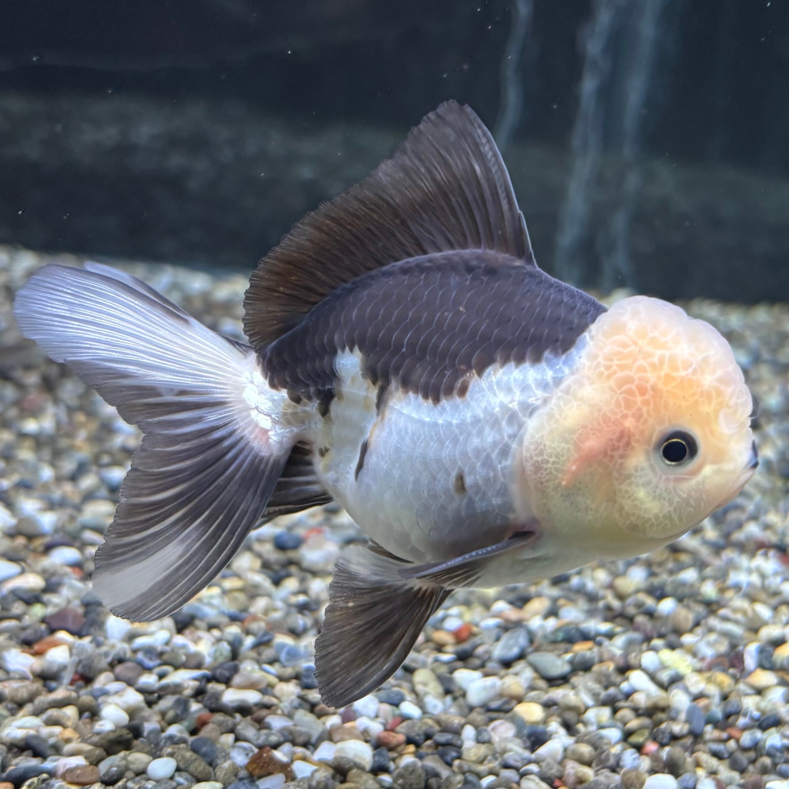 パンダオランダ 10cm