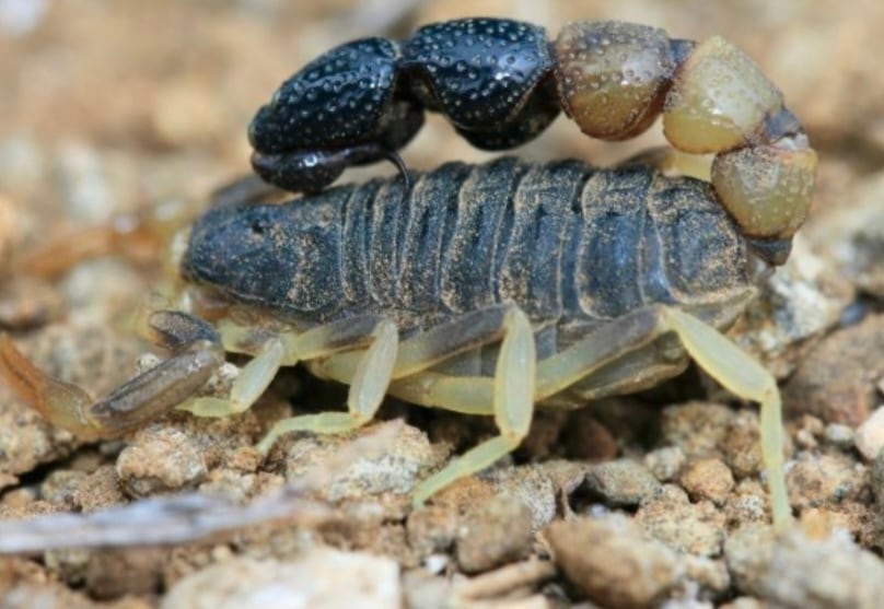 14mm♀】クワガタモドキゴミムシダマシ Calognathus chevrolati 昆虫