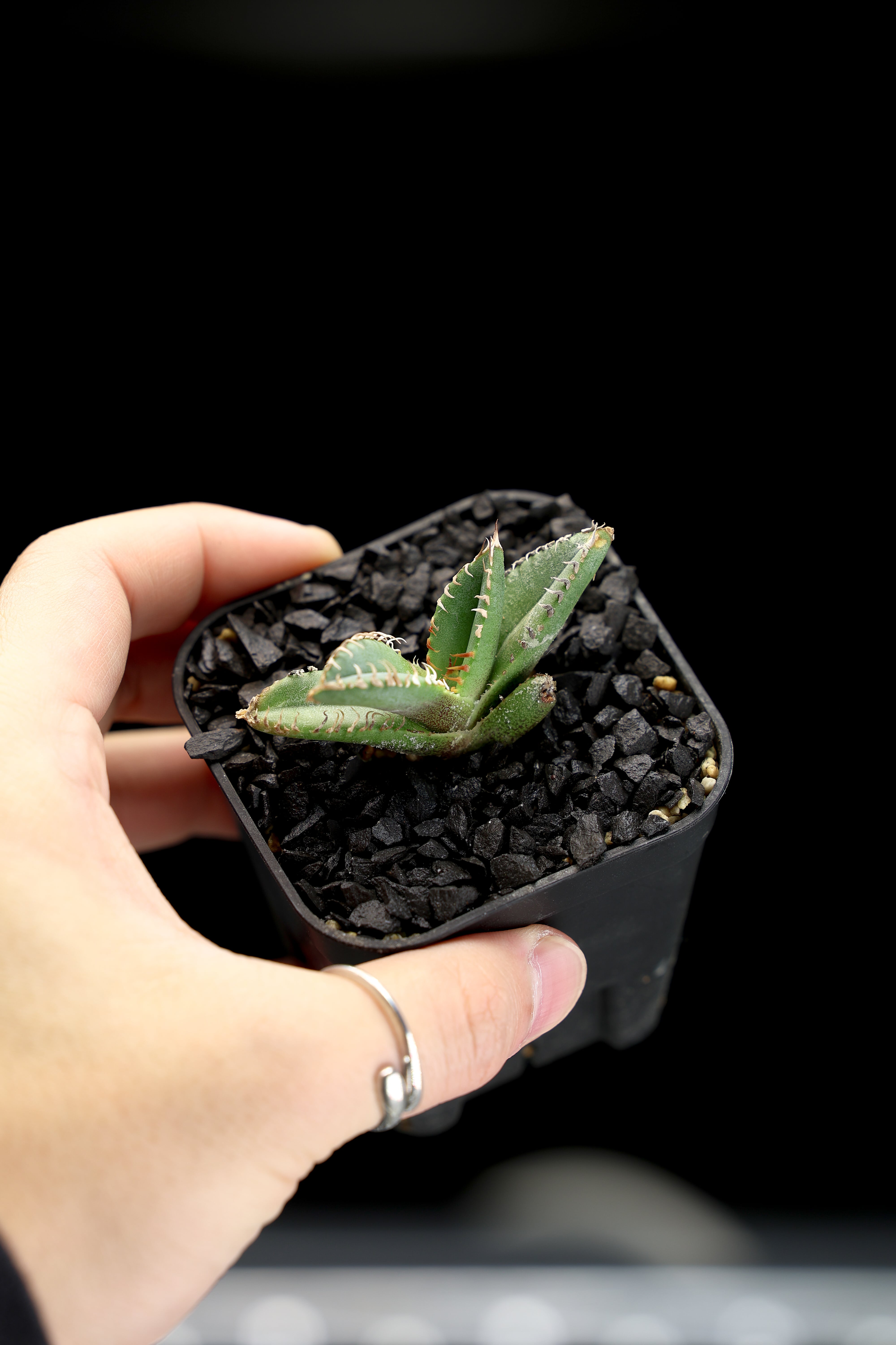KAMUI PLANTS LABO