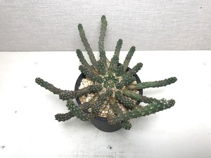 ユーフォルビア イネルミス