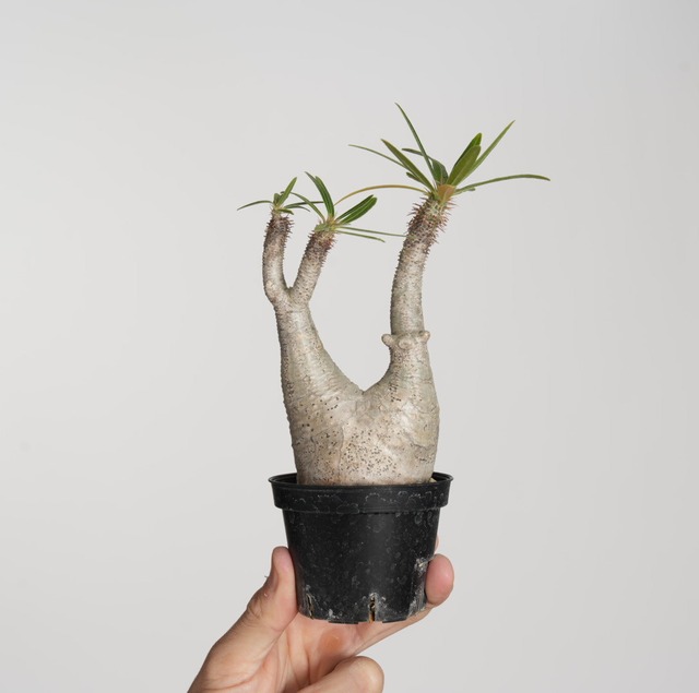 パキポディウム グラキリス no.5〈発根済み〉