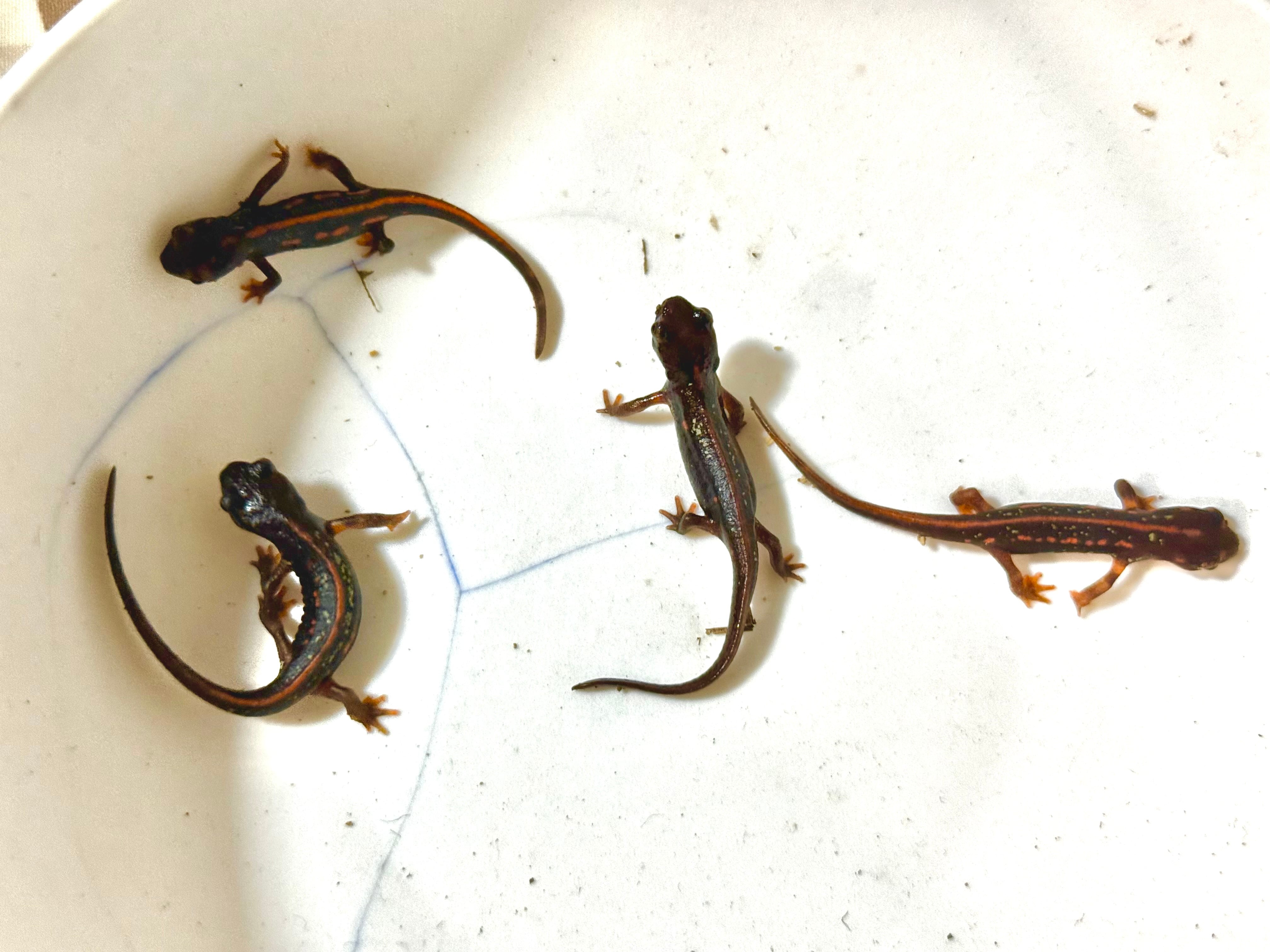 オキナワシリケンイモリ　２０２３CB＋幼生のセット オキナワシリケンイモリCB Sサイズ5匹※配合飼料食べます | 日本改良