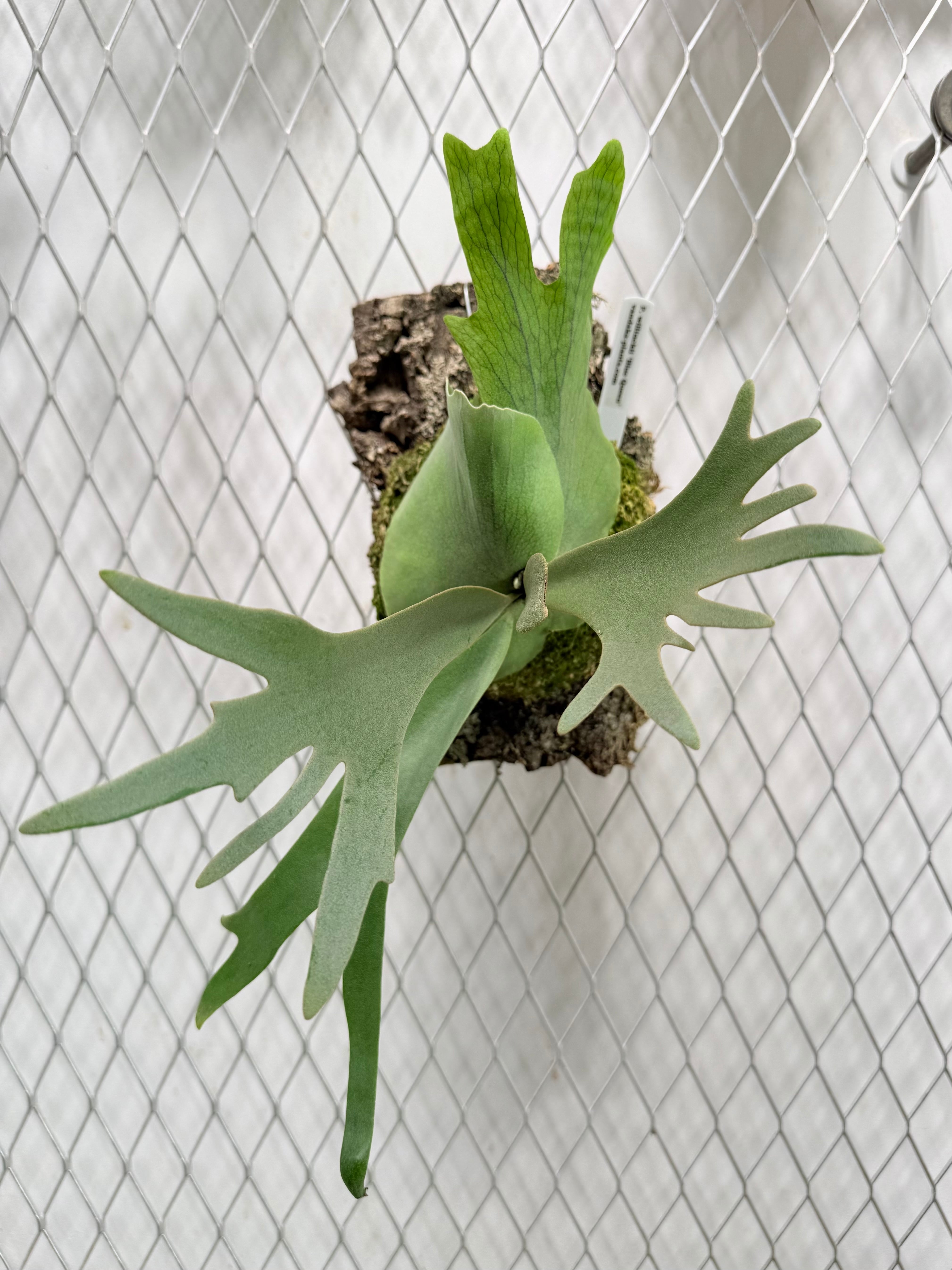 a) P. willinckii 'Blue Queen' ビカクシダ ウィリンキー 'ブルー