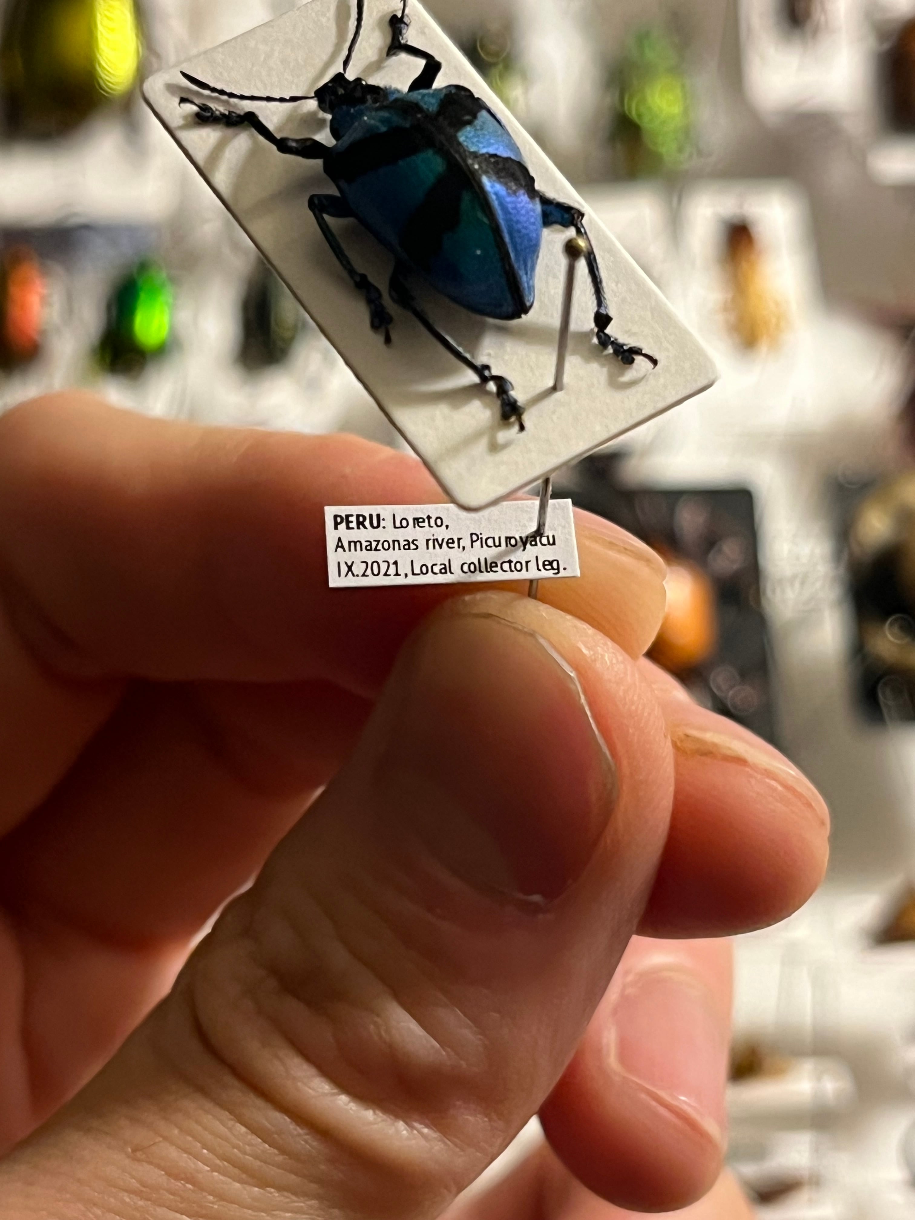 16mm】メタリックブルーゾウムシ ペルー産 昆虫標本Polyteles タマムシ