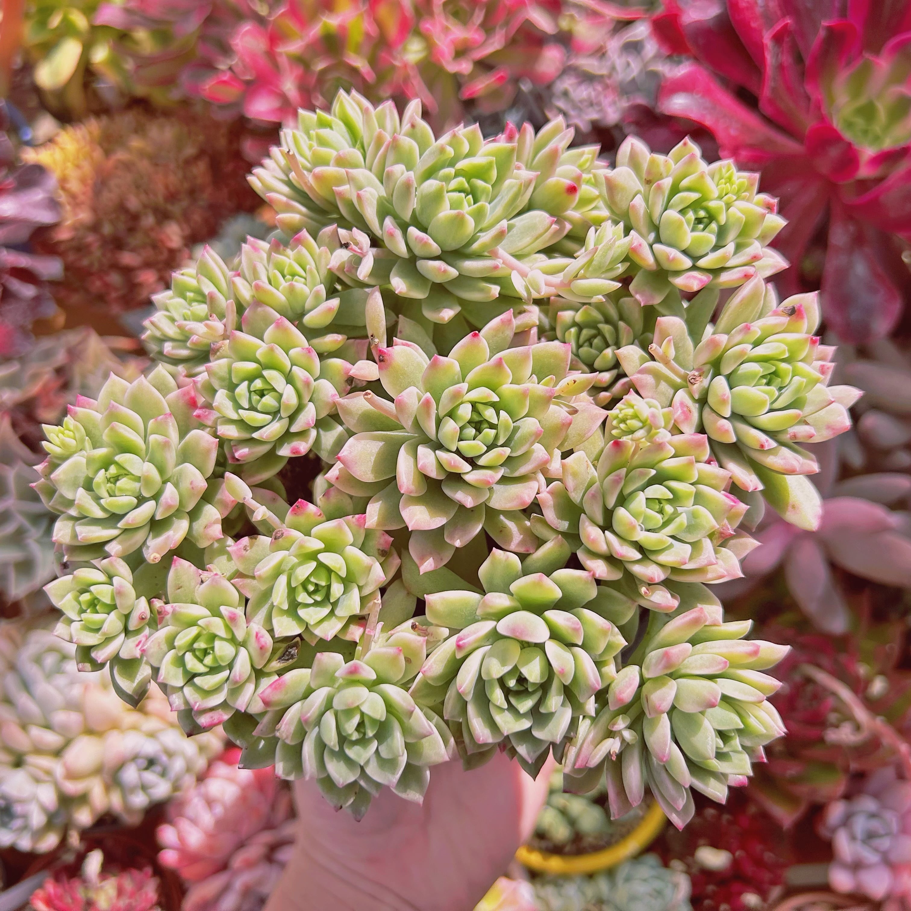 多肉植物　マッコス白錦　15頭以上　特大