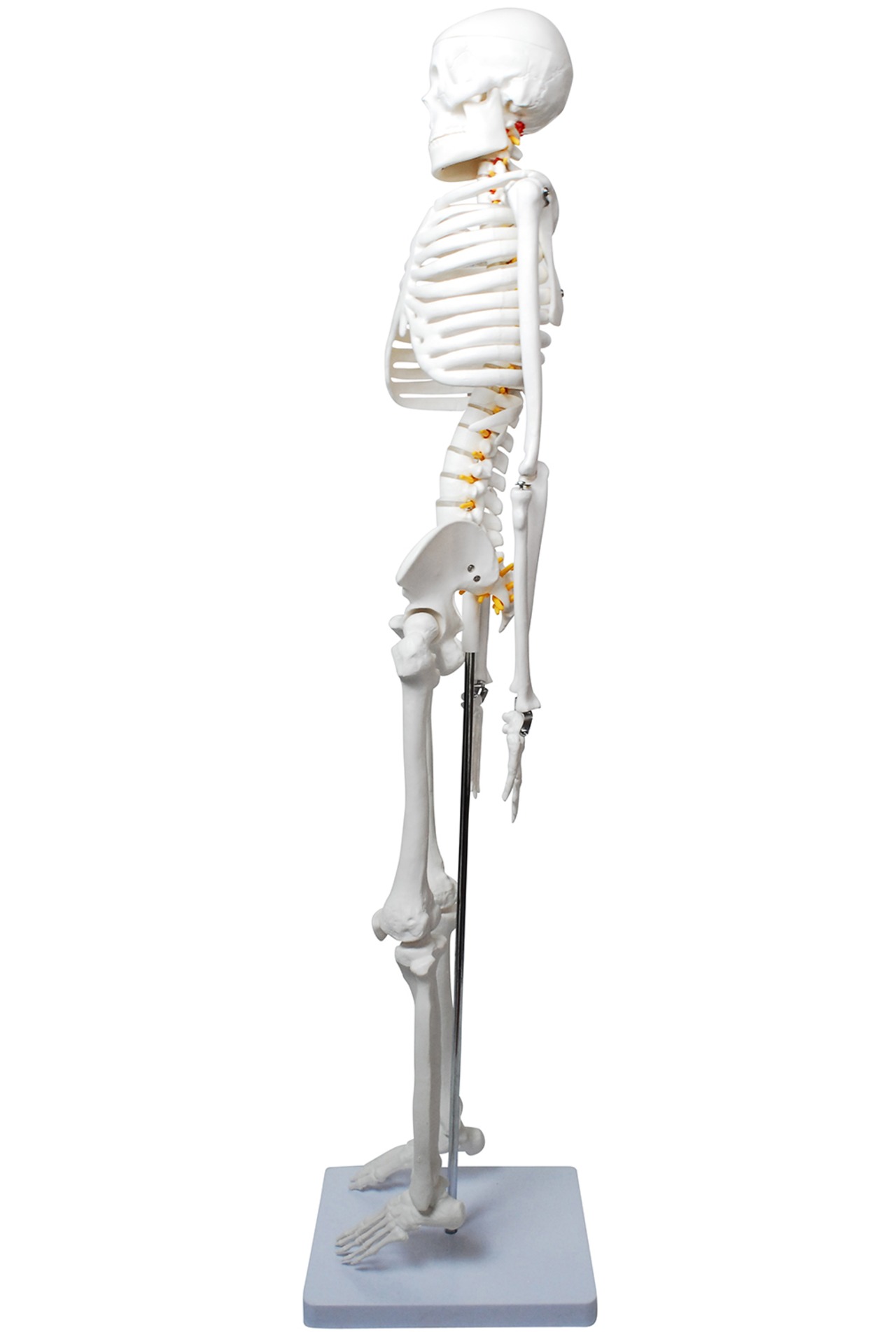人体模型 全身骨格 稼動 直立 スタンド 医療 ヨガ 整体院 85cm 1/2 