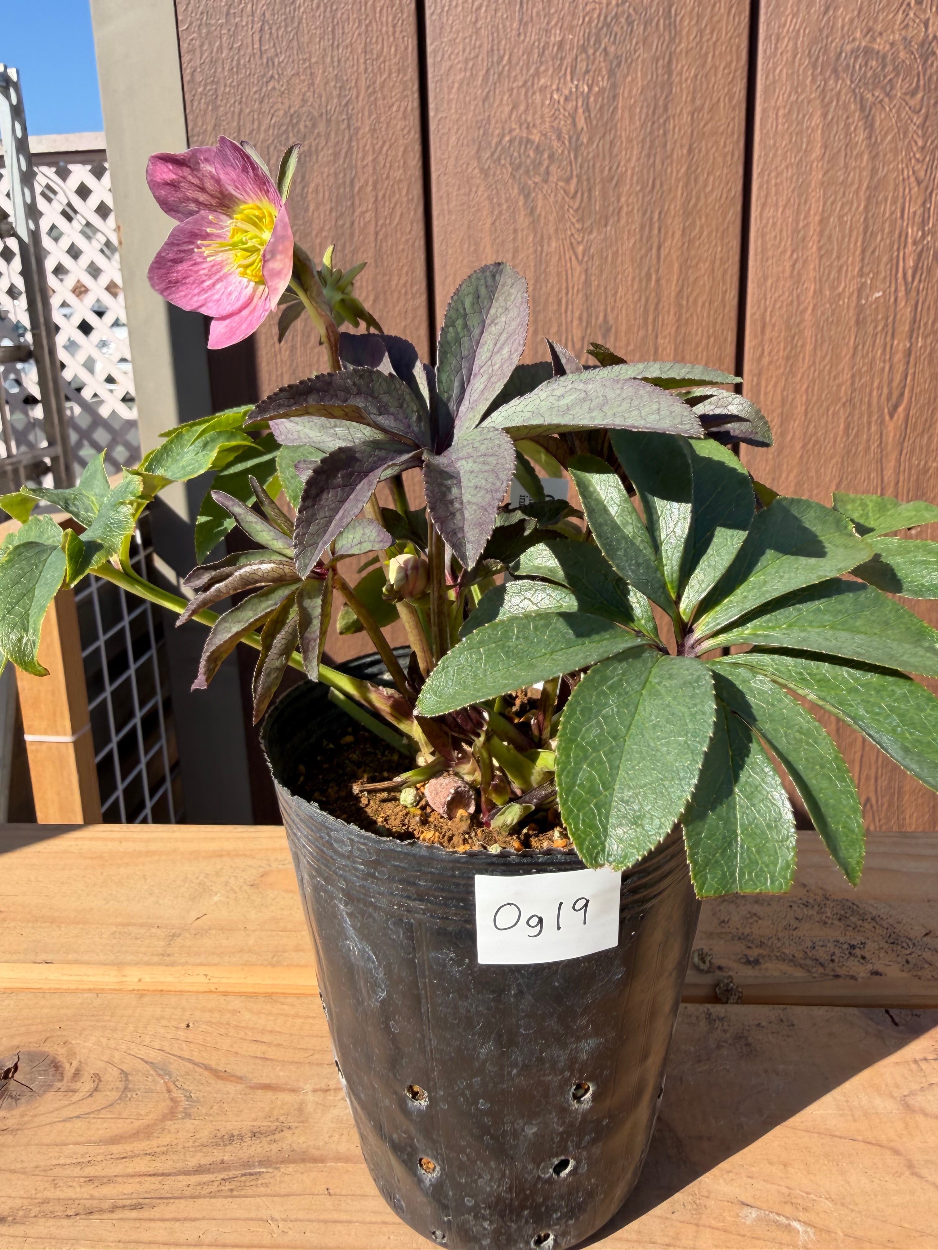 ポーセリンhyb. 大木ナーサリー クリスマスローズ【Og19】送料無料