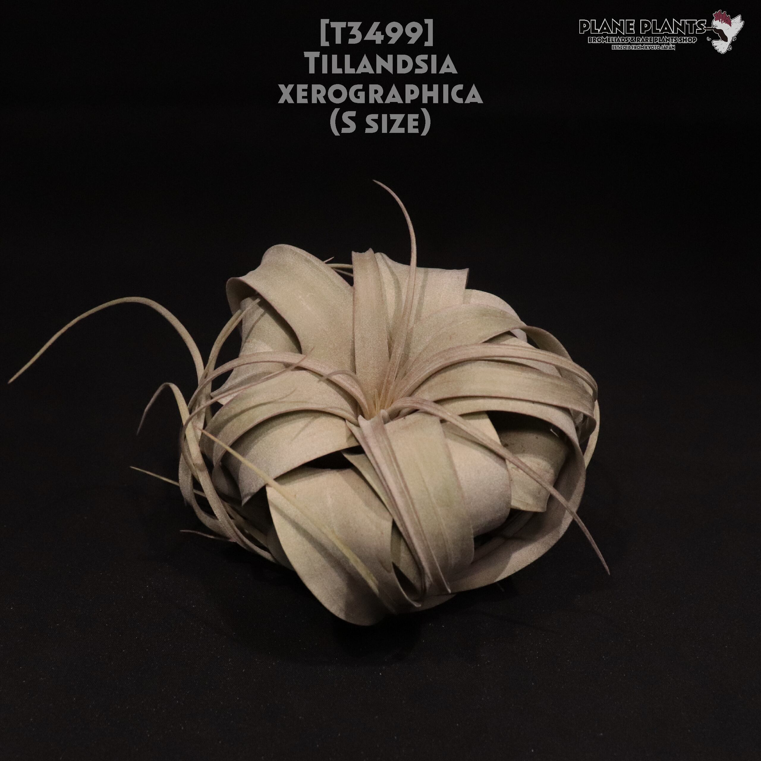 【送料無料】xerographica S〔エアプランツ〕現品発送T3499