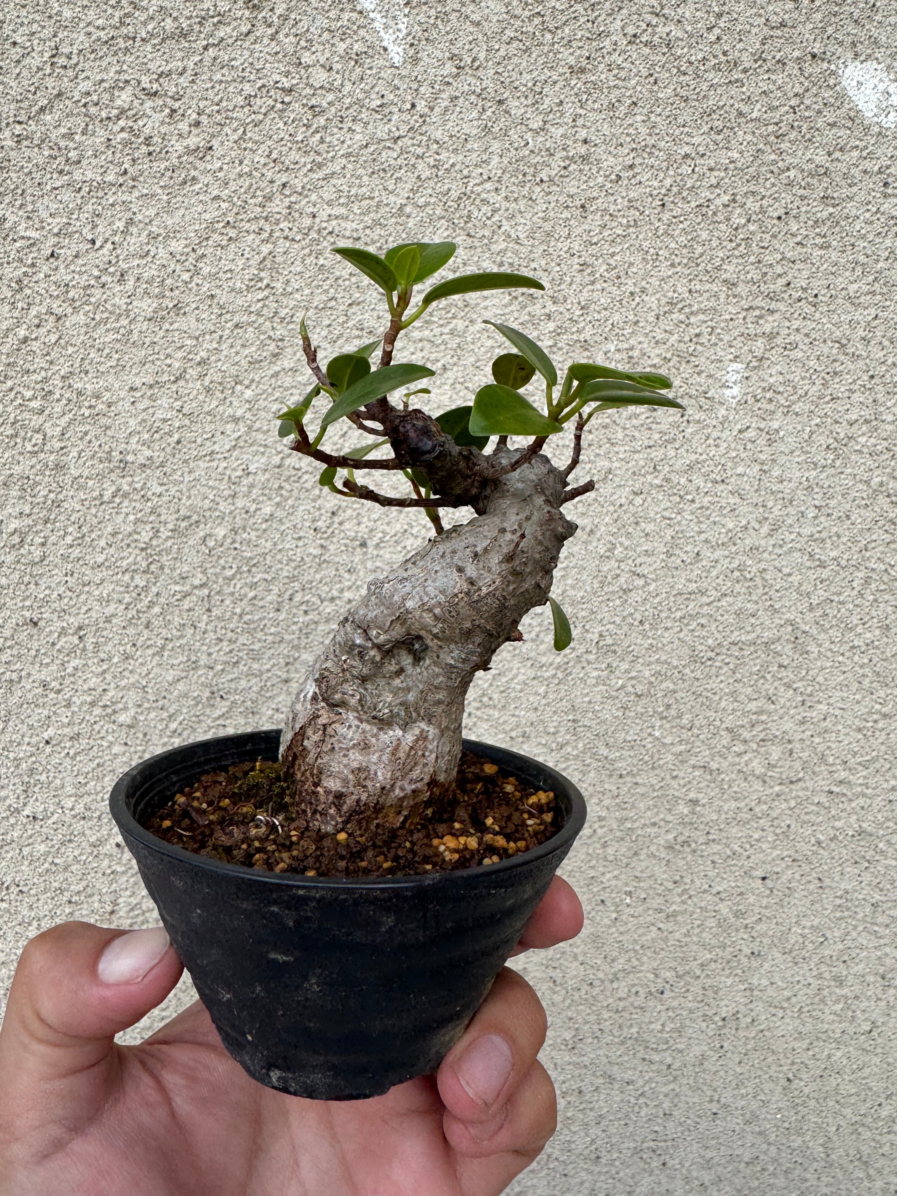 新着】Ficus microcarpa 【ガジュマル 琉球盆栽】初心者向けセレクト
