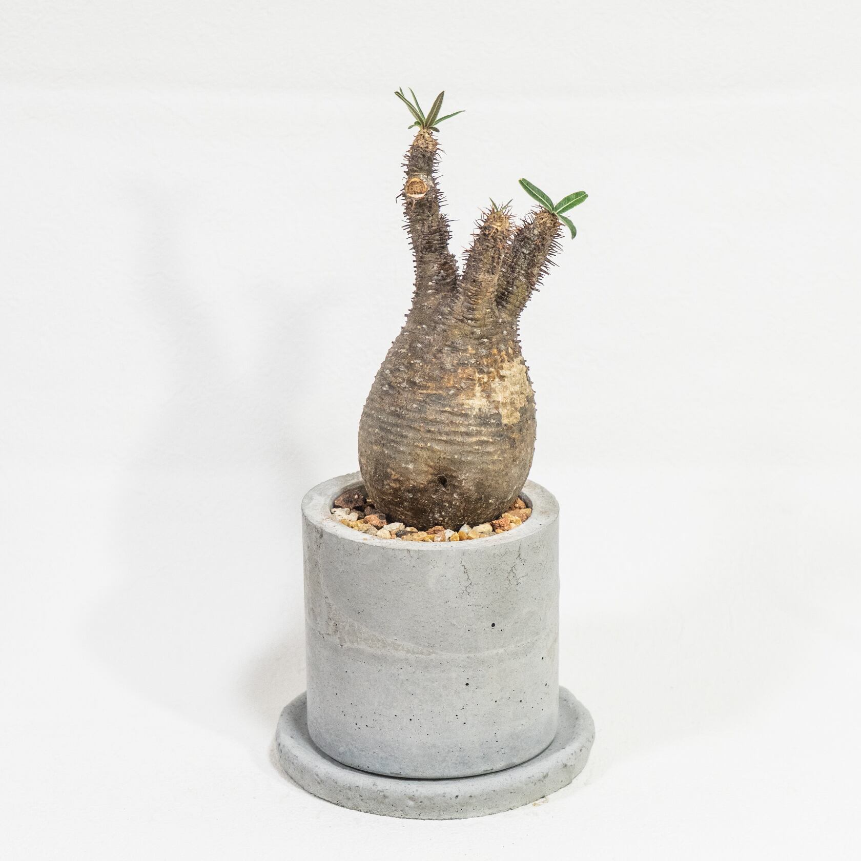 発根済み株 パキポディウム・グラキリス コロンとした造形美を鉢込みで堪能