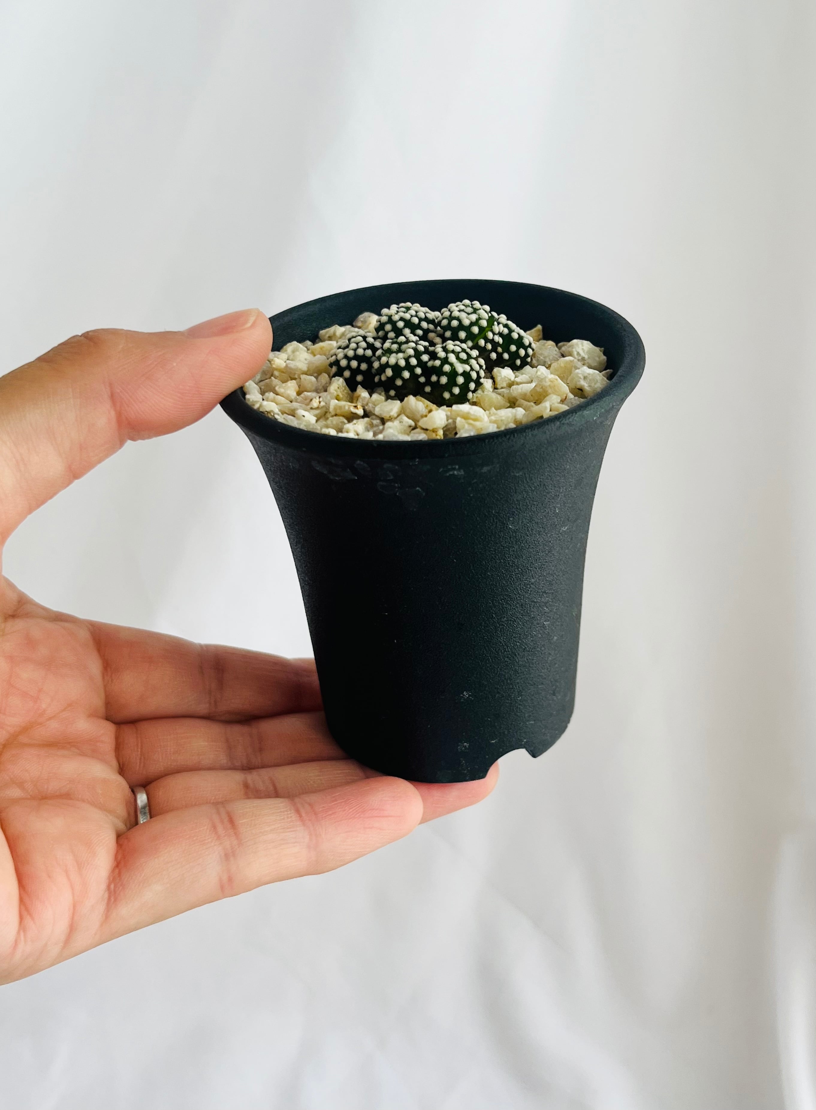 マミラリア ルエッティ Mammillaria luethyi サボテン plants MARU