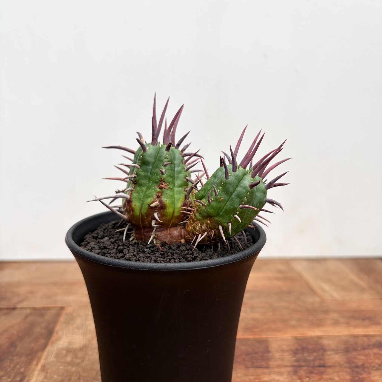 Euphorbia ferox【ユーフォルビア・フェロックス】