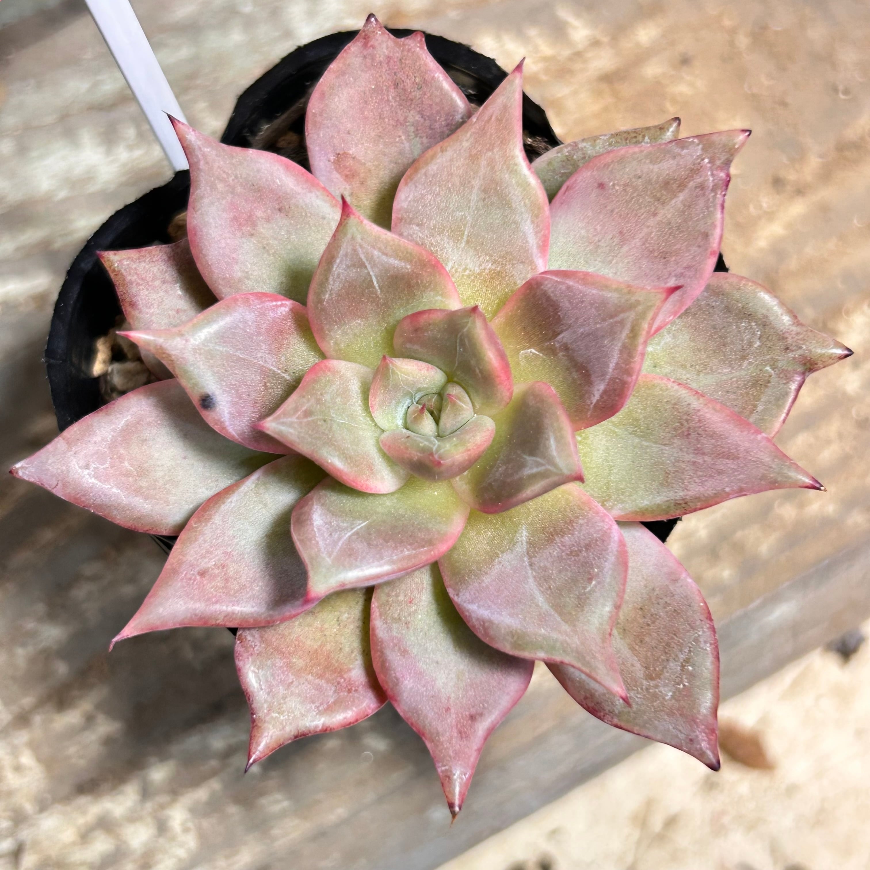 RuPo 多肉植物専門店