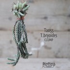 【送料無料】bryoides〔エアプランツ〕現品発送T2055