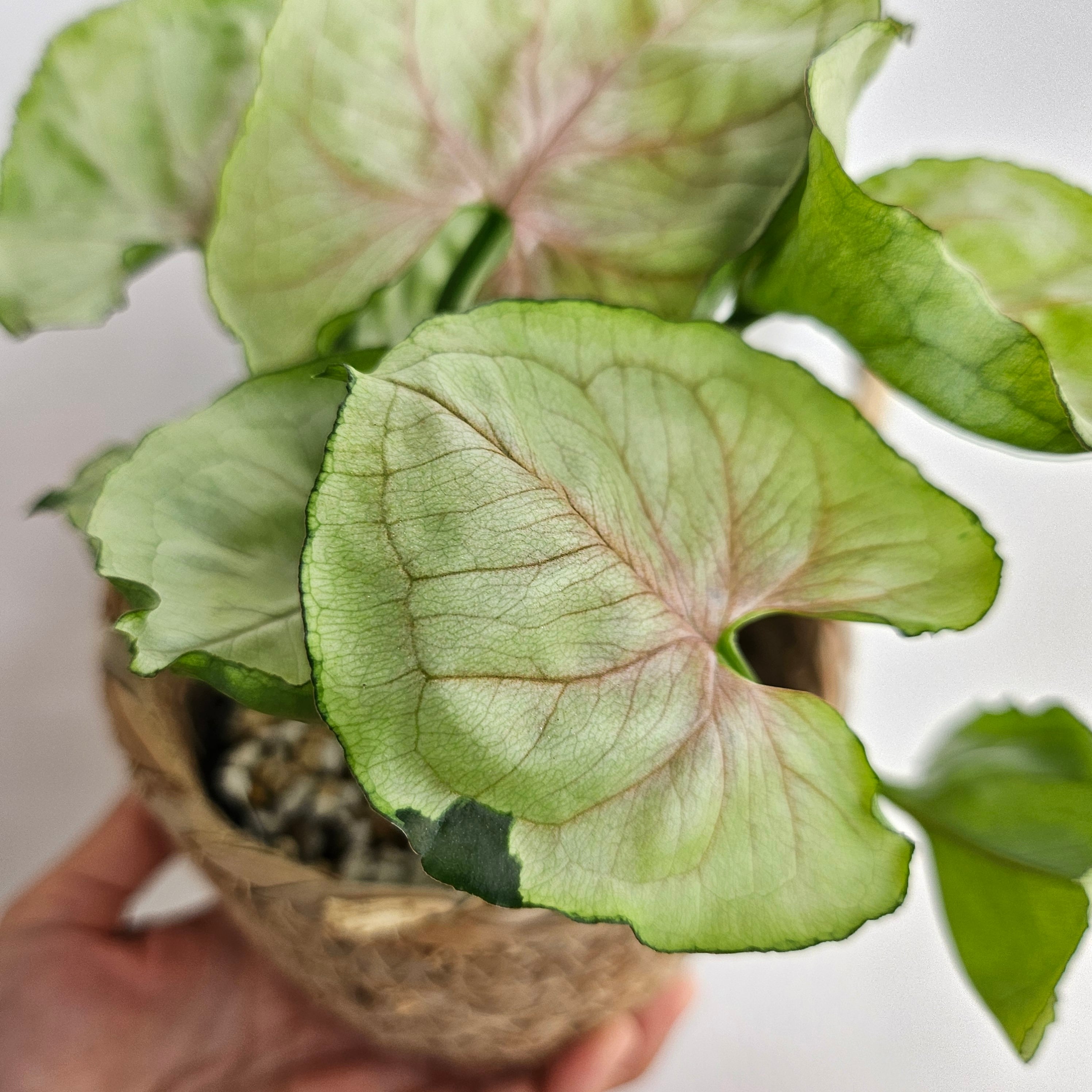 ①《シンゴニウム グリーンスプラッシュ》Syngonium green splash 観葉