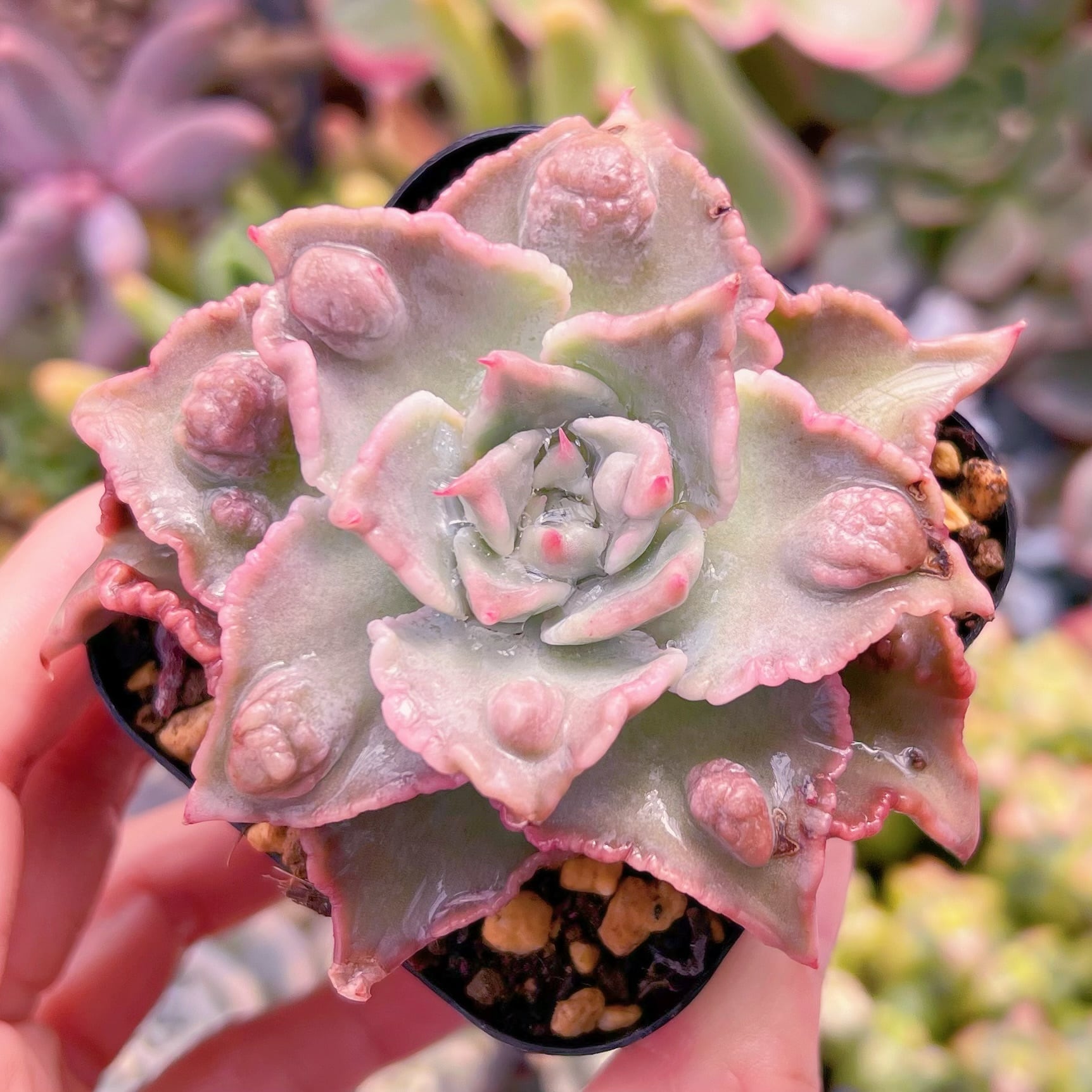 現品　コブマディバ#609　新入荷