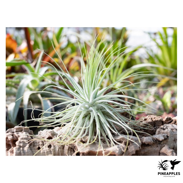 Tillandsia magnusiana forma. alba 【現品】