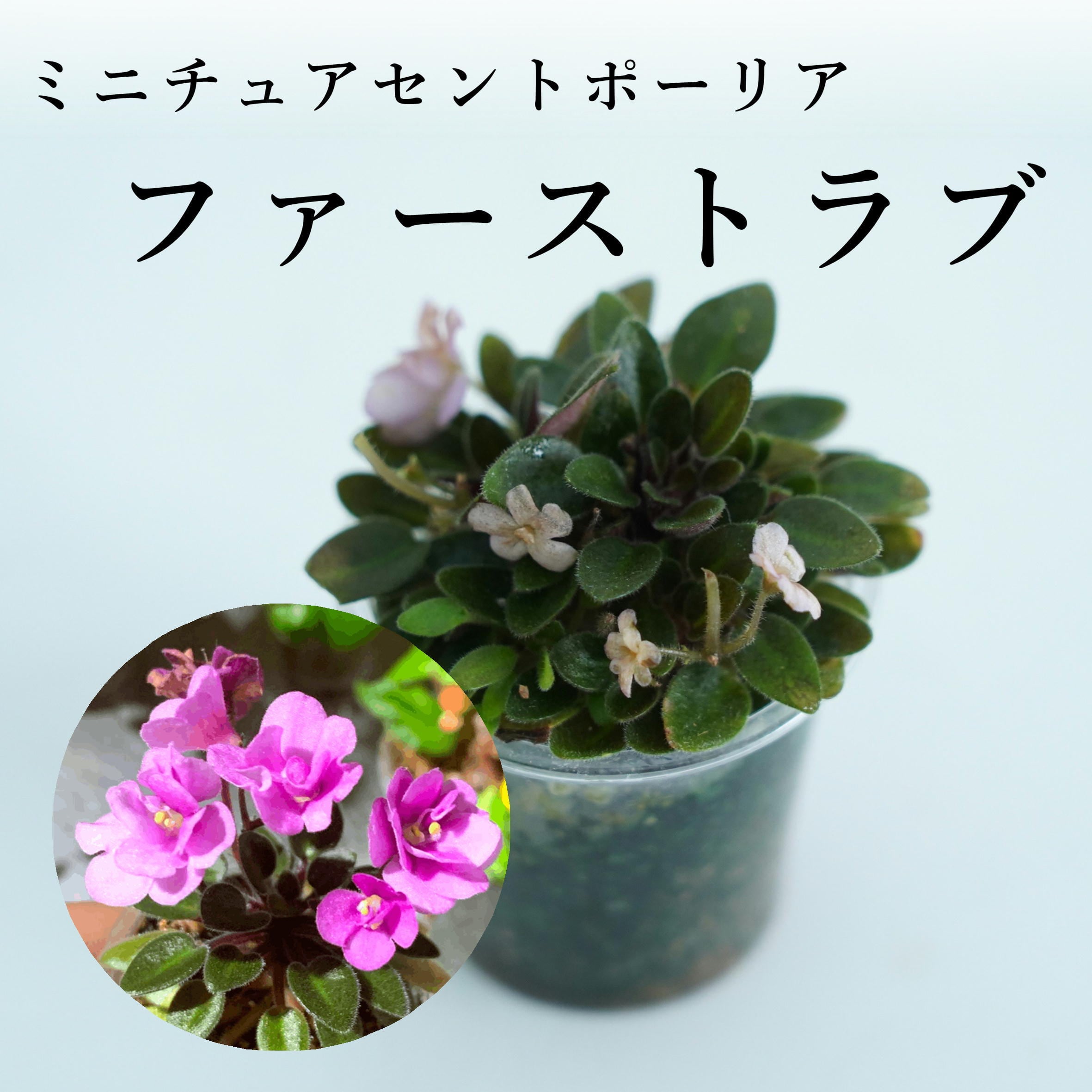 ミニチュアセントポーリア】ファーストラブ ◇テラリウム素材 | 苔