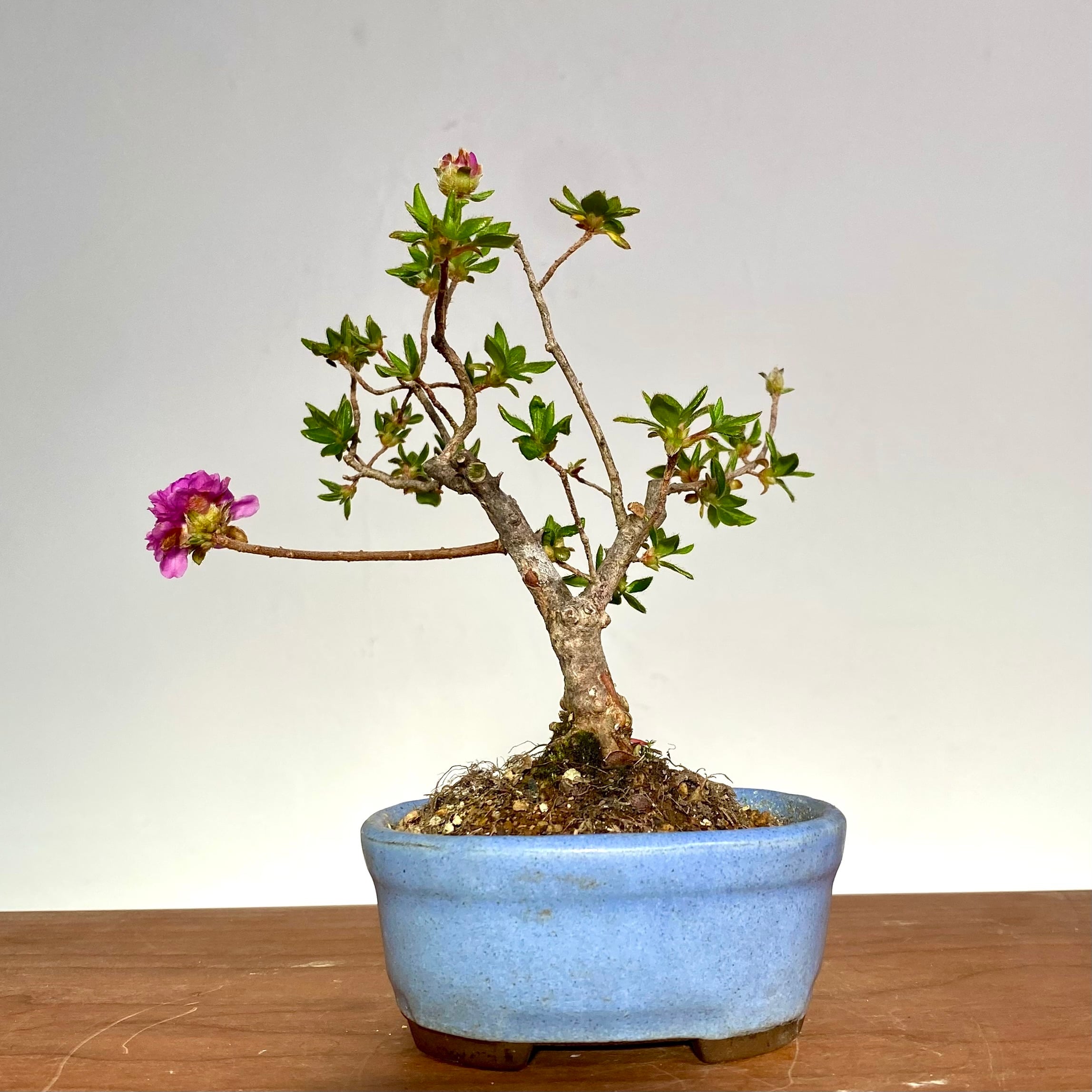 ★　山ツツジミニ盆栽 ツツジ 紫八重 ミニ盆栽｜高さ 約18cm | BONSAI Labo ウェブショップ