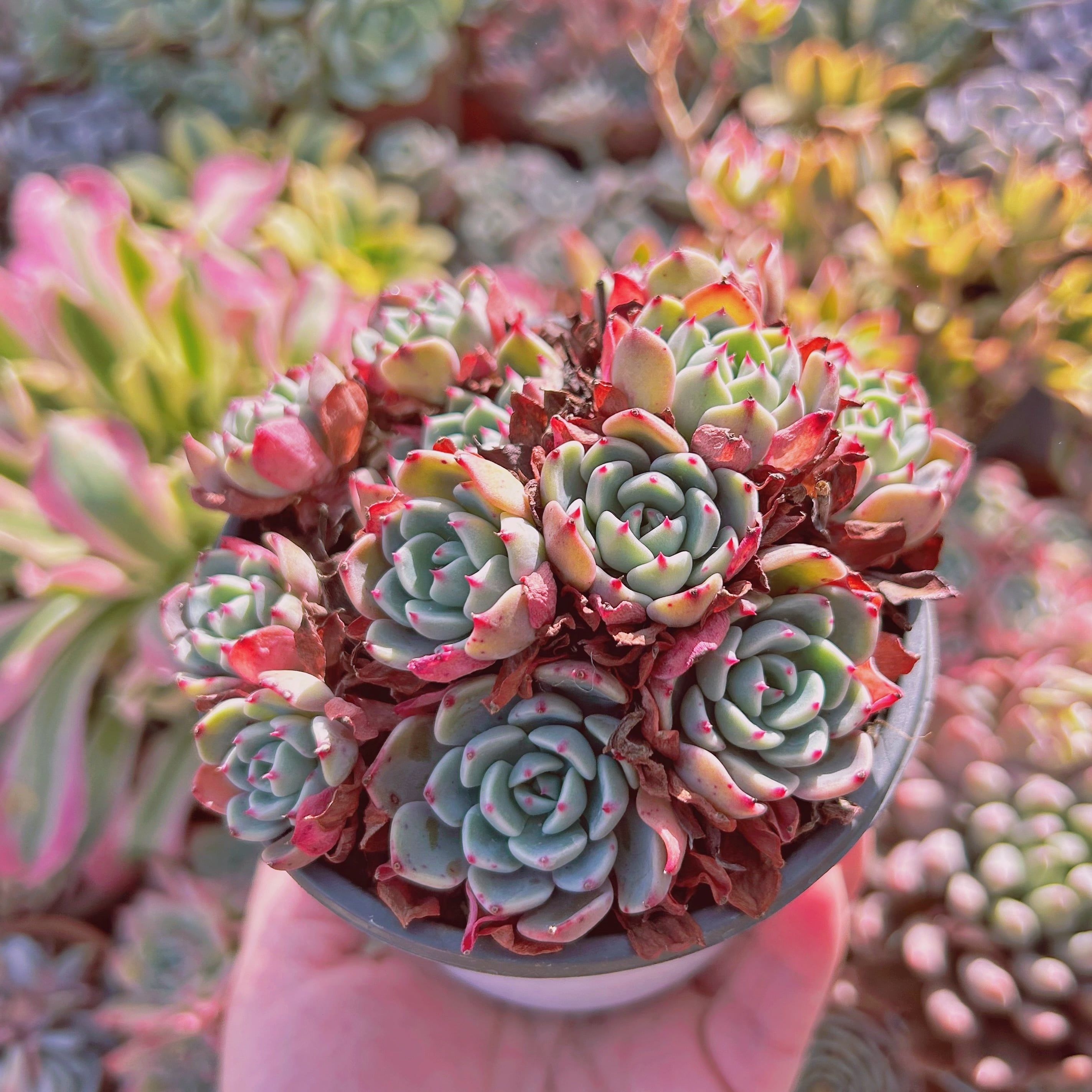 多肉植物　✨七福美尼✨⑦抜き苗根付き　エケベリア属