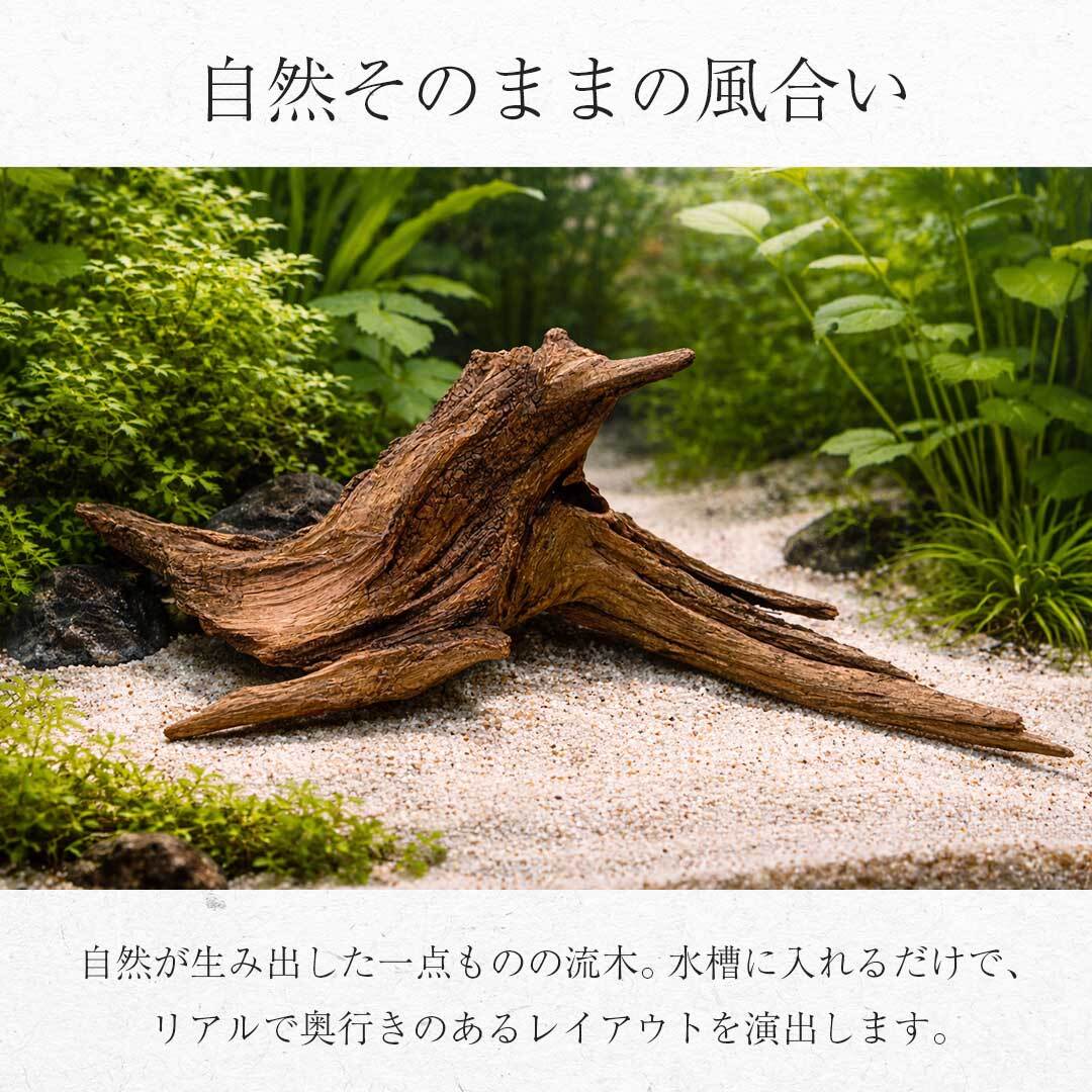 アクアリウム 流木 ーVer2ー 形状お任せタイプ 21〜25cm 水槽撮影