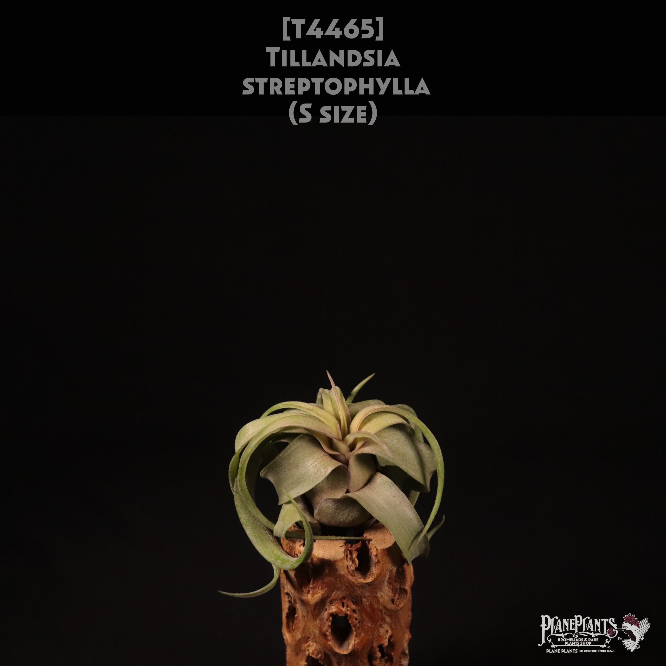【送料無料】streptophylla S〔エアプランツ〕現品発送T4465