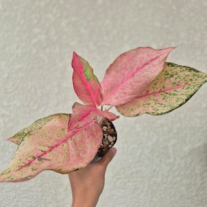 ②《Aglaonema Fortune》 アグラオネマ・フォーチュン 観葉植物 /ポット発送