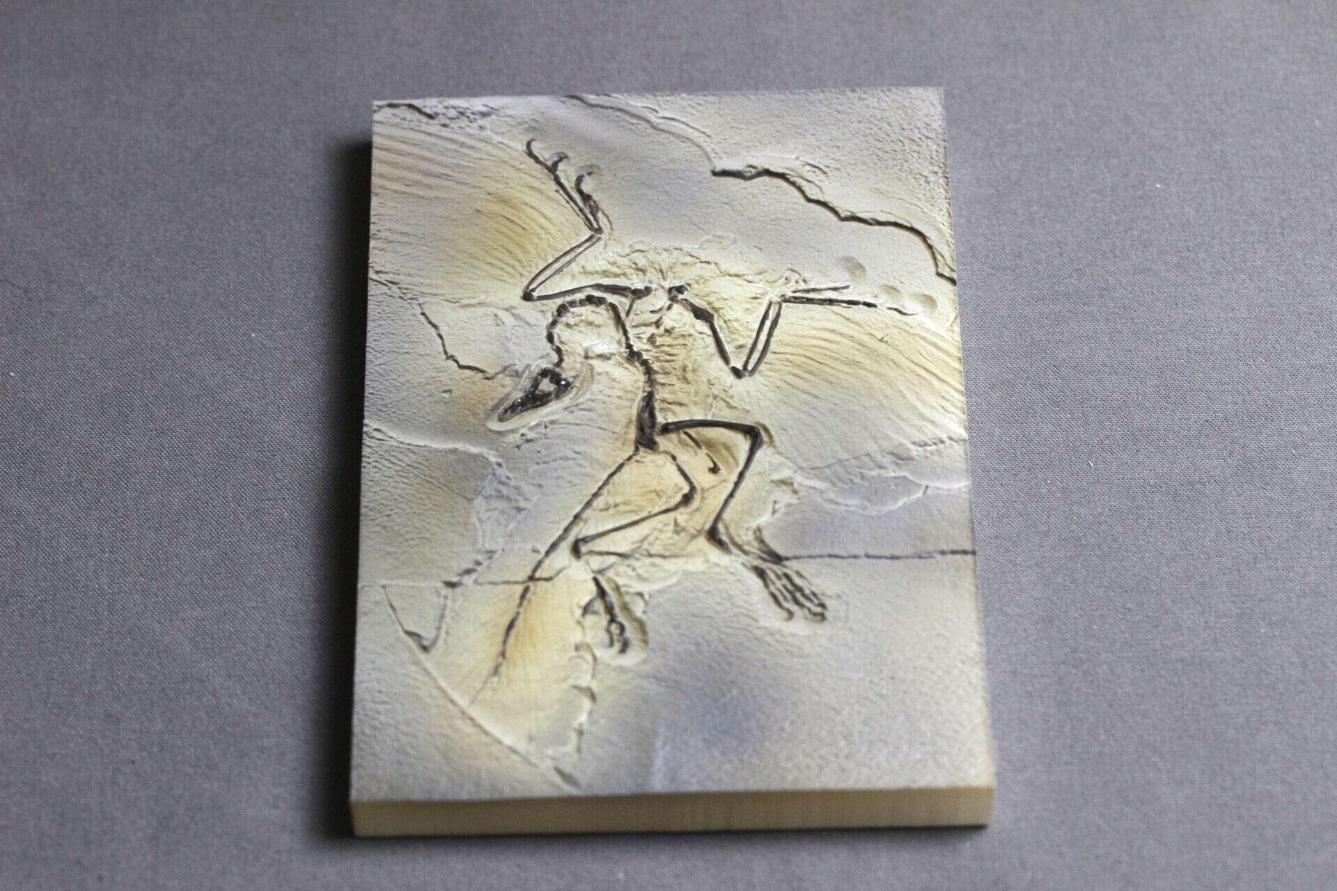 着色あり】始祖鳥レプリカ 約12㎝ | アンフィ合同会社