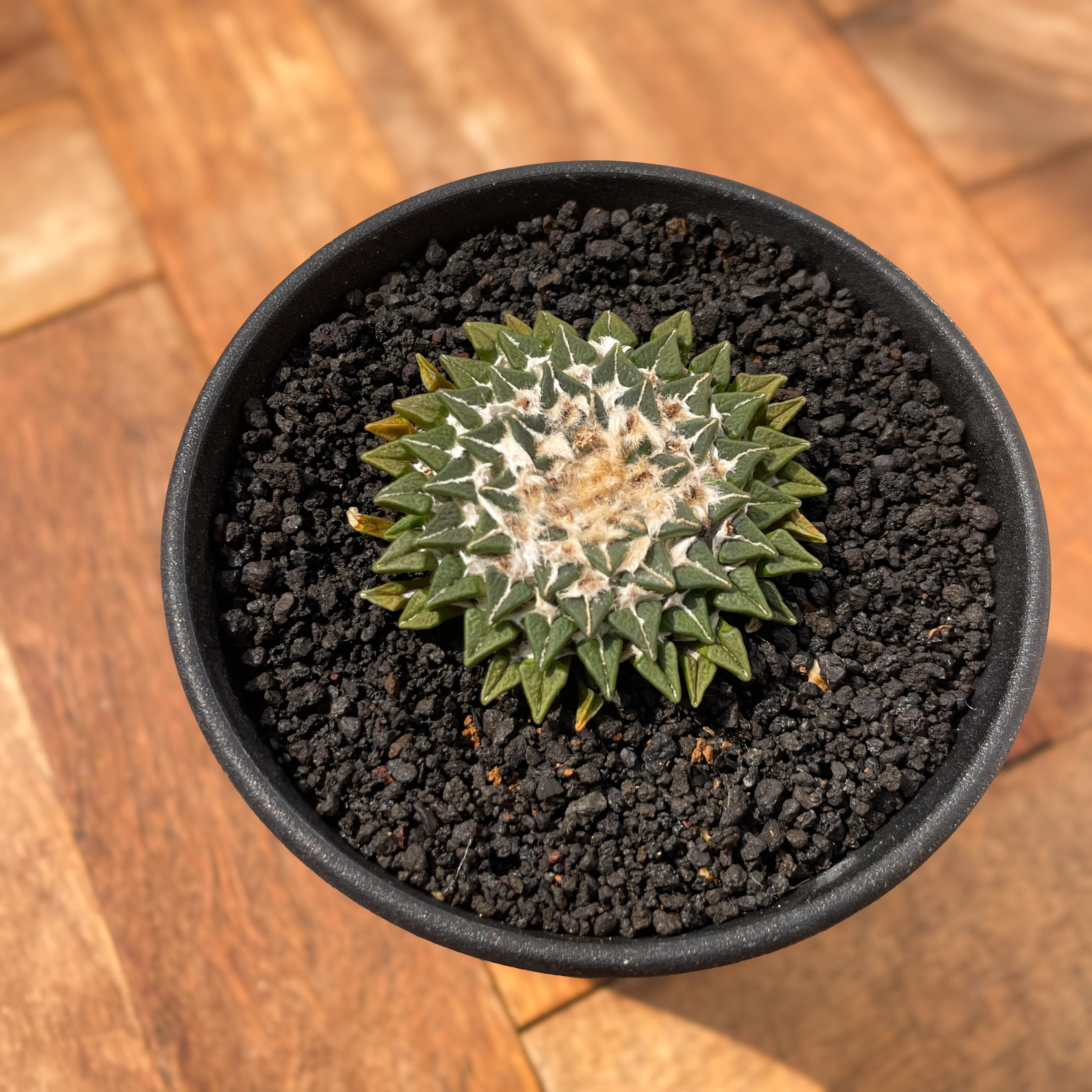 Ariocarpus kotschoubeyanus【アリオカルプス・姫牡丹・実生