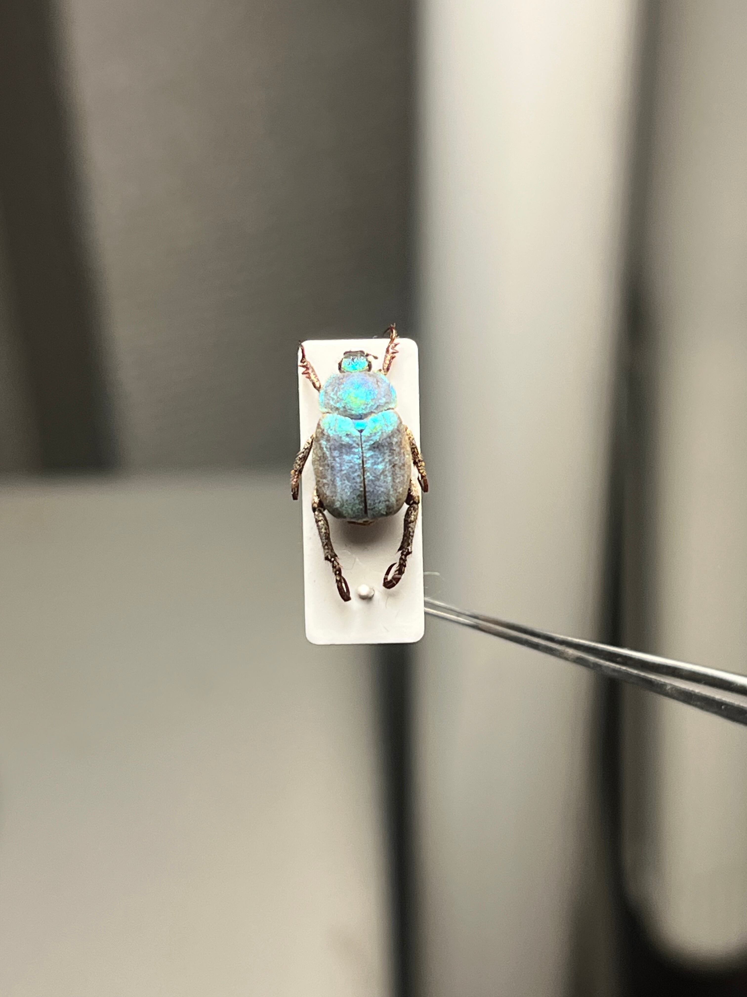 アシナガコガネ　標本　大量 アシナガコガネの一種 Pachycnema sp. ♂ 南アフリカ - Insect Islands