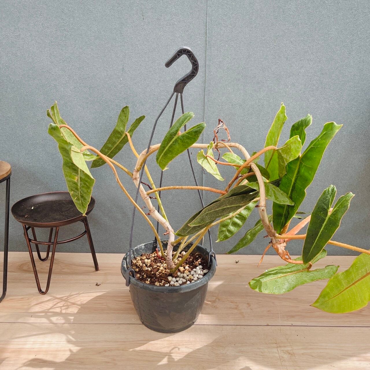 現品］【希少】4番 フィカス アフリカンプリンス 8号 観葉植物 室内