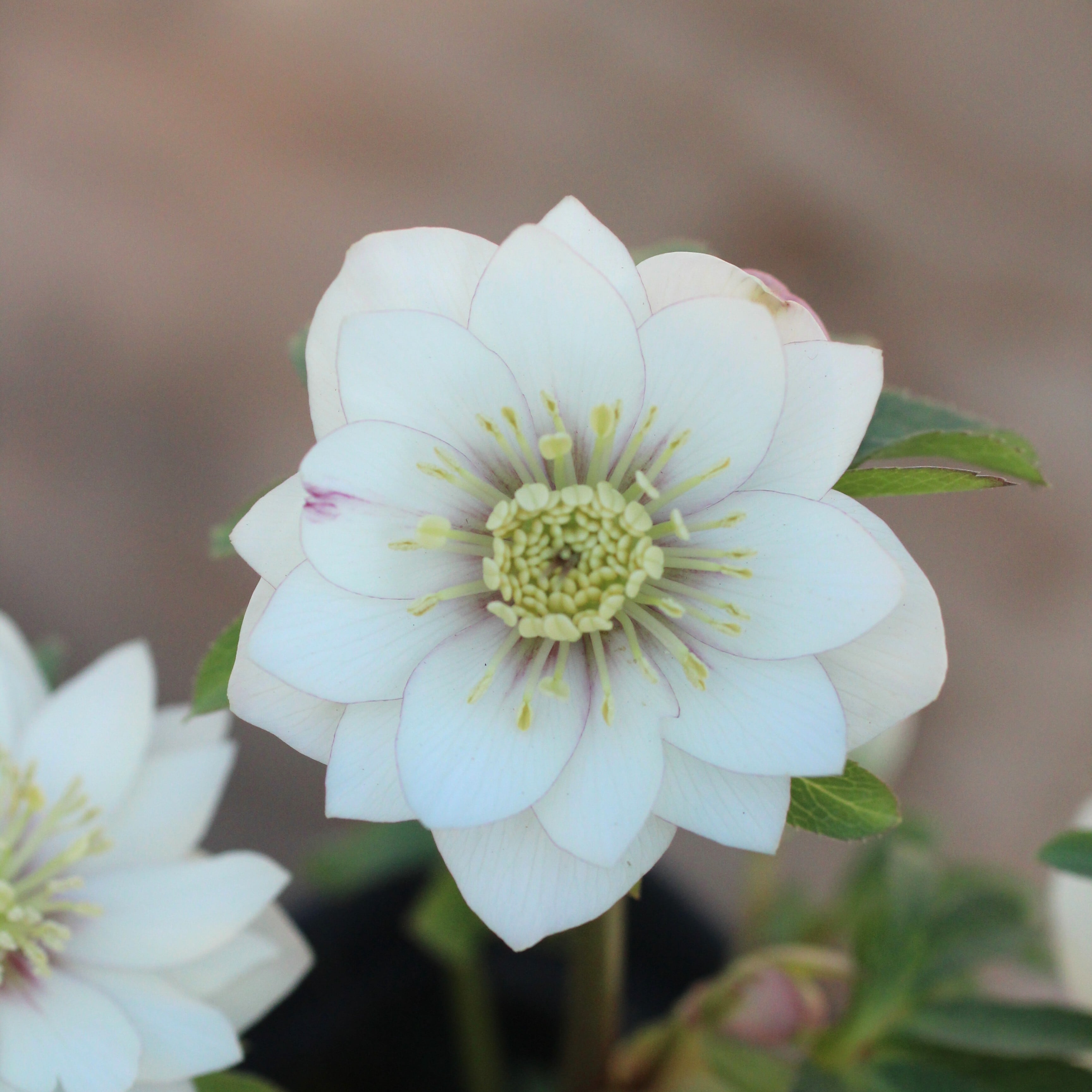 WS26-064 クリスマスローズ ウィンターシンフォニー 静ダブル