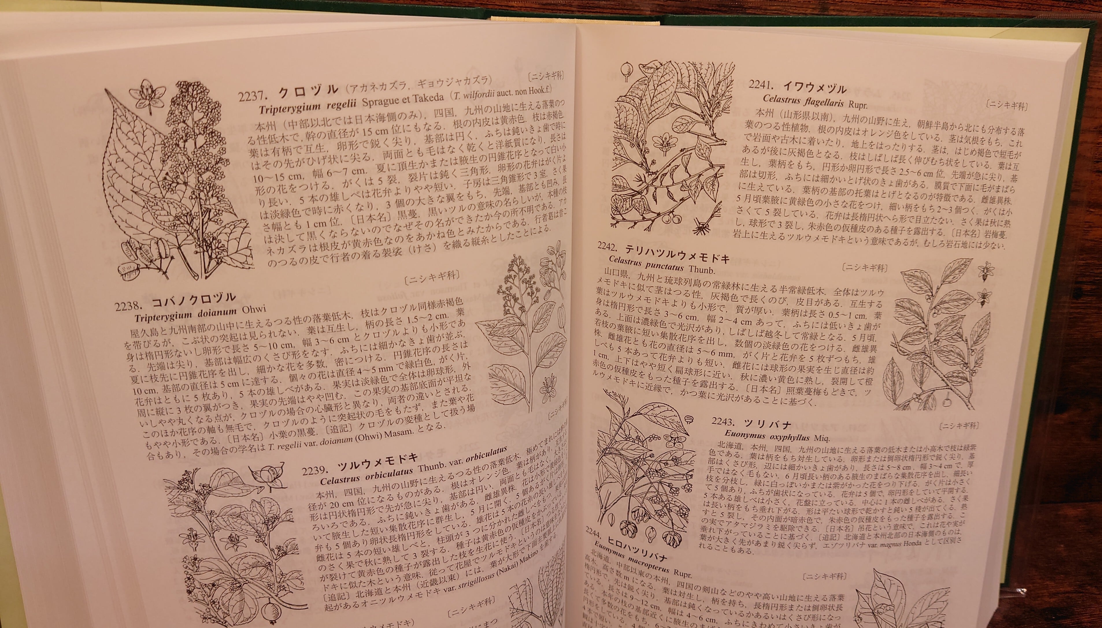 新分類 牧野日本植物図鑑 | 弥生坂 緑の本棚