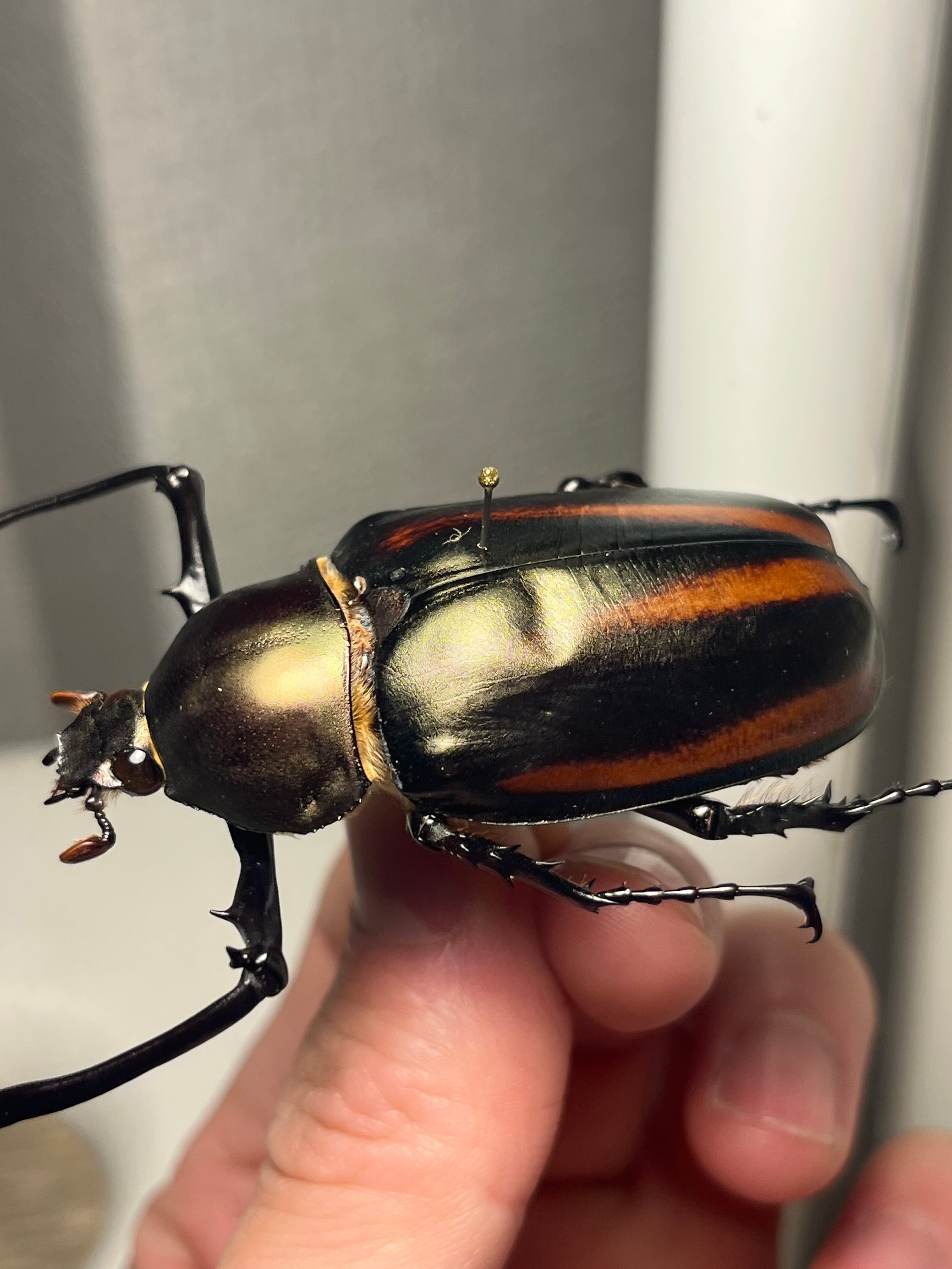 手長黄金最高峰】セスジドウナガテナガコガネ ♂標本 プラチナコガネ