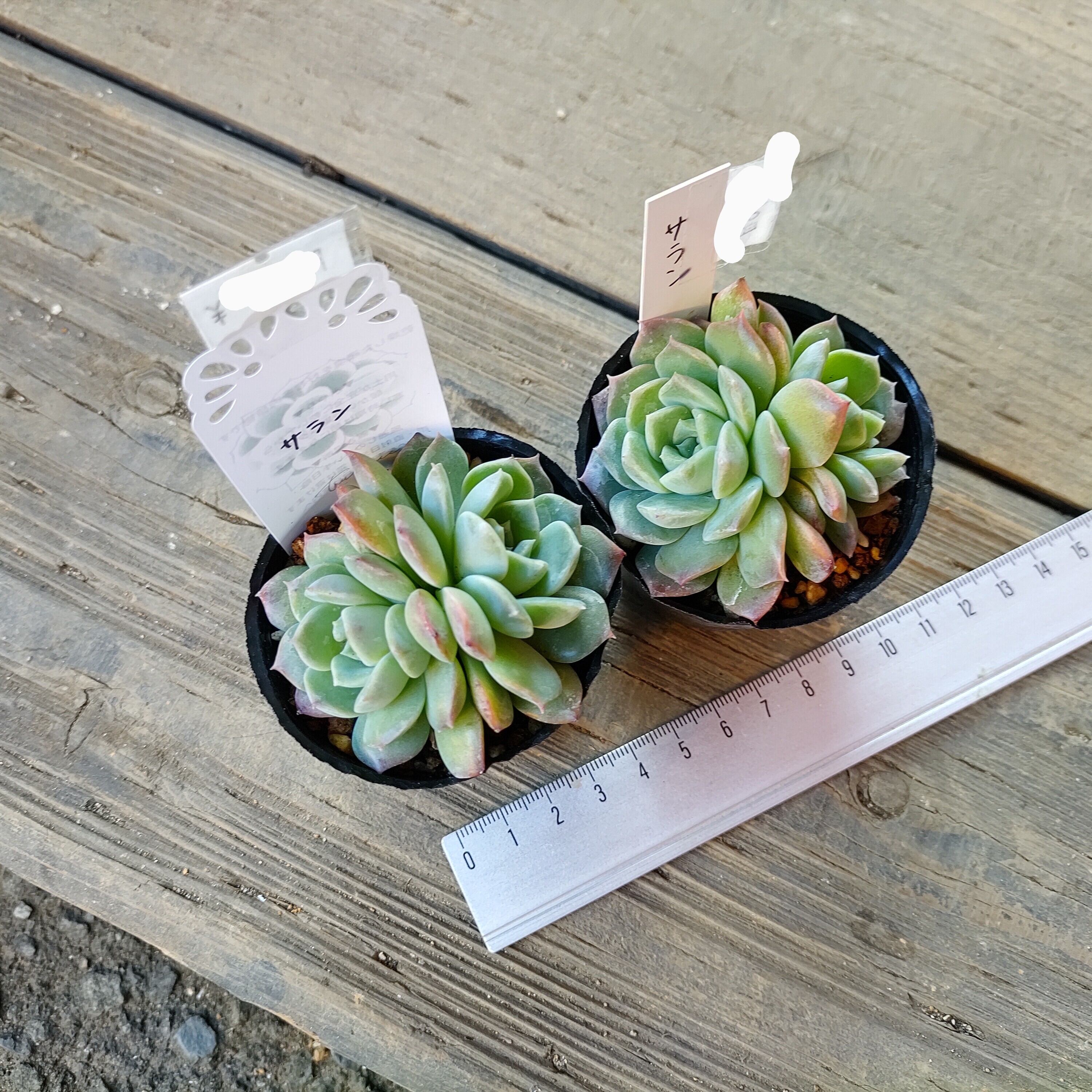 サラン | RuPo 多肉植物専門店 サラン | RuPo 多肉植物専門店